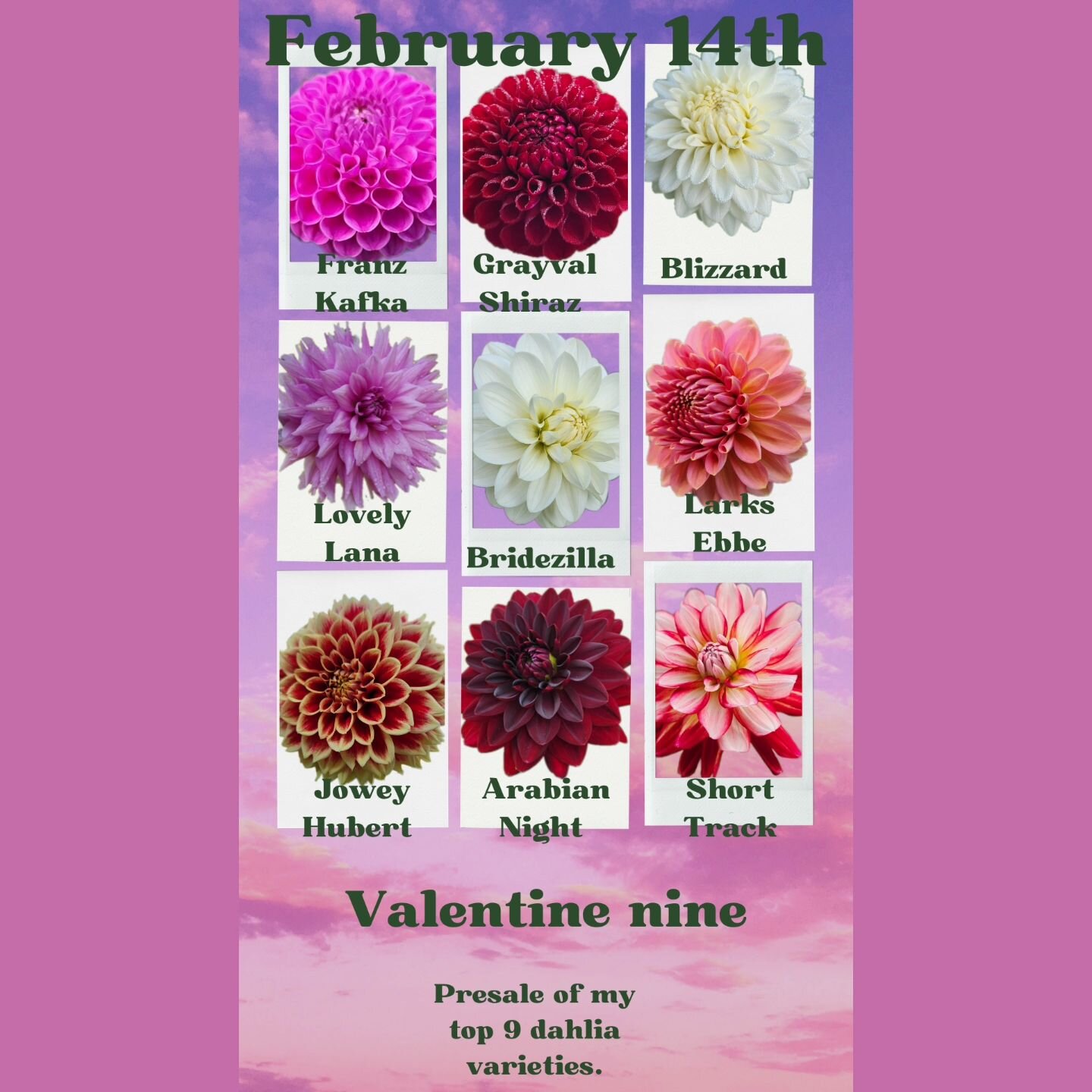 Dahlia mania is in full swing, but there will be plenty of sales between now and spring, mine incuded. This is merely a presale so that I can gauge interest. All (well 9) of my BEST, top-performing varieties that made a ton of tubers (yay!).

#dahlia