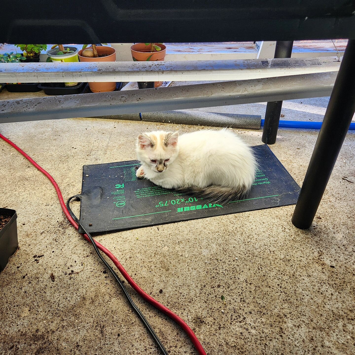 How to trap a kitten. 

This is Bootsie, our daughter's kitten. She's quite smitten with that heat mat. 

#kittensofinstagram #kitten #ragdollkitten #catsofinstagram