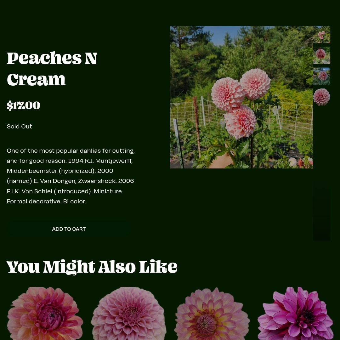 #peachesncreamdahlia OOH LALA!

Happy Valentine's Day,  folks! I'm going to be uploading inventory of my BEST 9 varieties soon. They're my best plants,  and I'd love for them to be yours,  too. ❤️

 The rest of the dahlia tubers on my site should be 