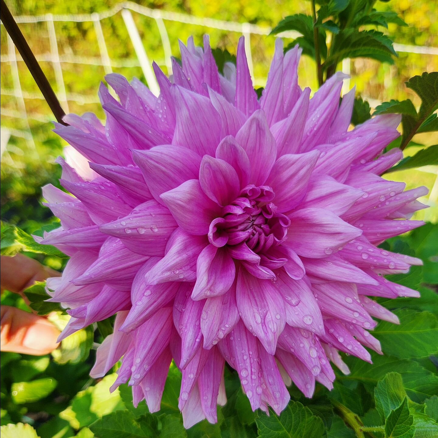 Dahlia 'Lovely Lana' is my favorite #semicactusdahlia to cut from. The blooms are big enough to command attention,  yet not too big to use. Although they border it-a juicy 6&quot; bloom. 

(This one is available on my website for presale 😘)

#dahlia