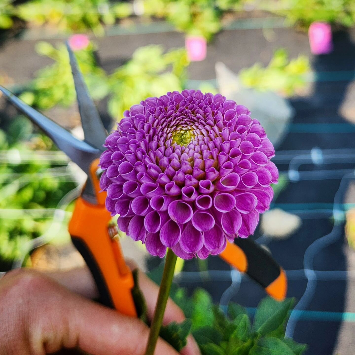 'Franz Kafka'

My daughter's favorite of all the varieties we grow.💜 Hybridized in 1974 by Maarse, these darling  2&quot; blooms are perfect spheres on a 3.5' plant.  Named after the bohemian author known for his kind spirit and bizzare writings. 


