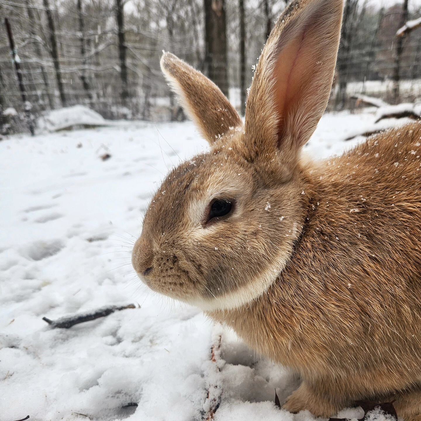 The ground may be covered in snow again. But Bunbun doesn't mind - he knows spring is soon to come. 🌱 I bet he can't wait for fresh garden greens because I can't either. 🥬🥕

#wisconsingardener #rabbit #bunbun