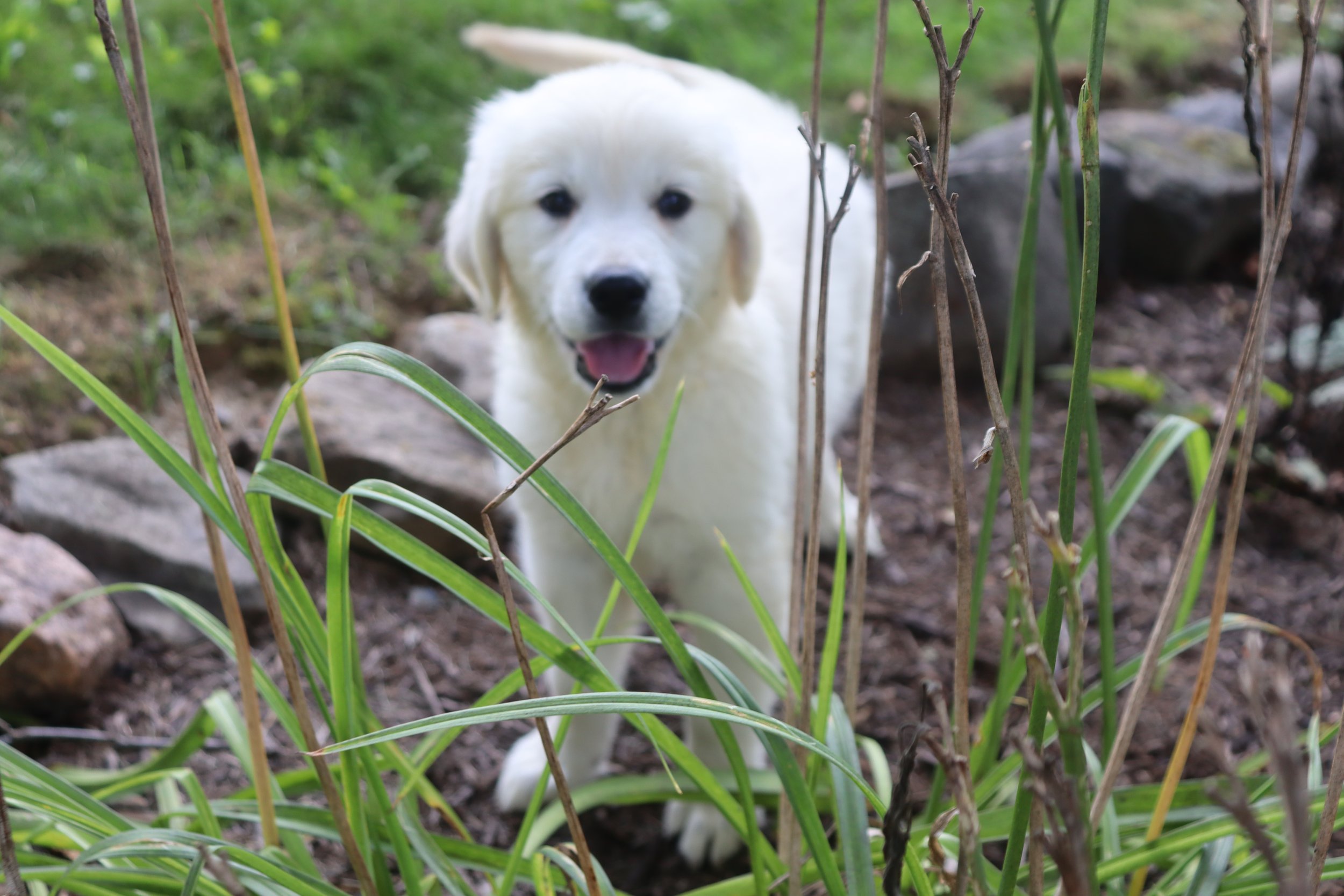 Elsie