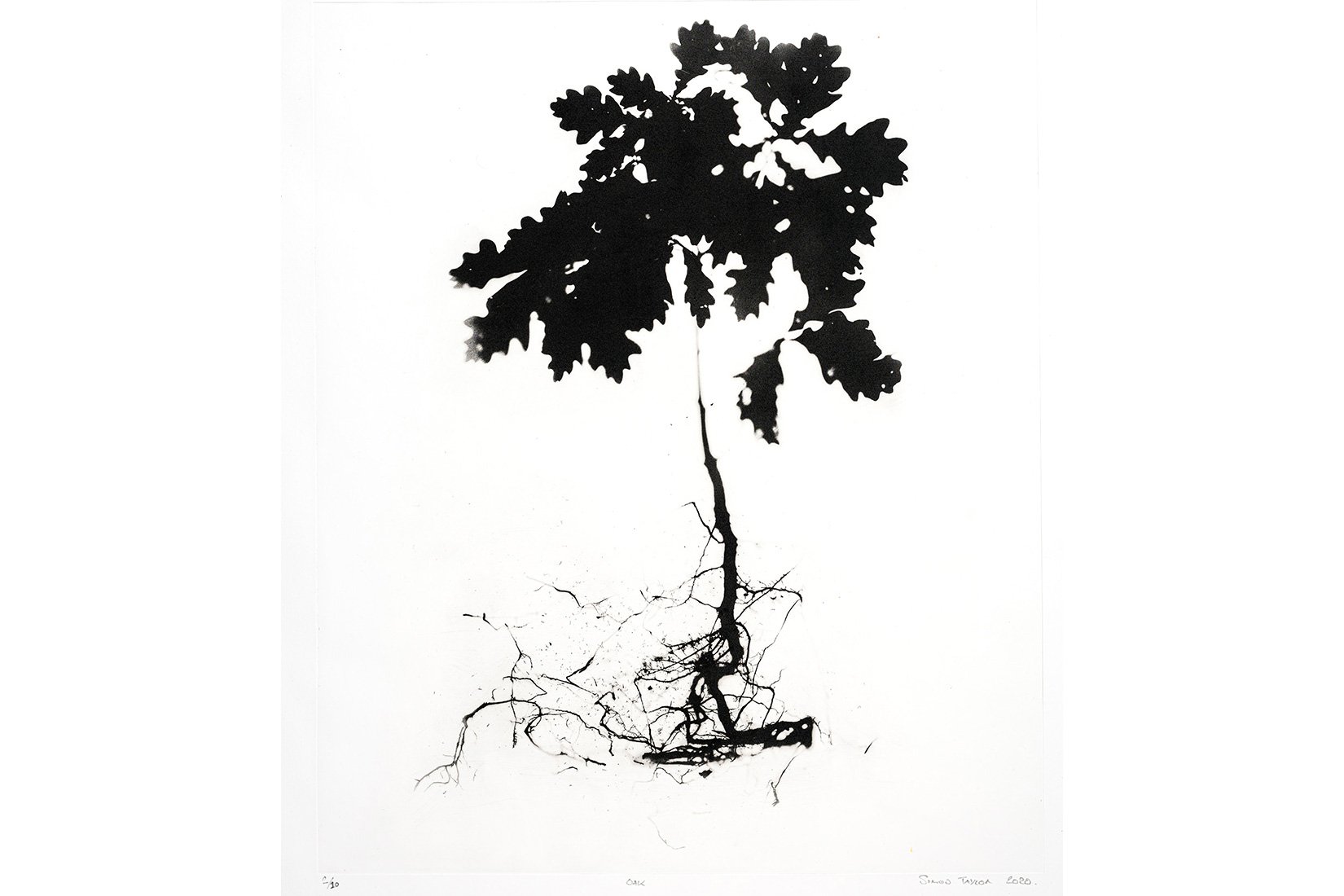 Oak