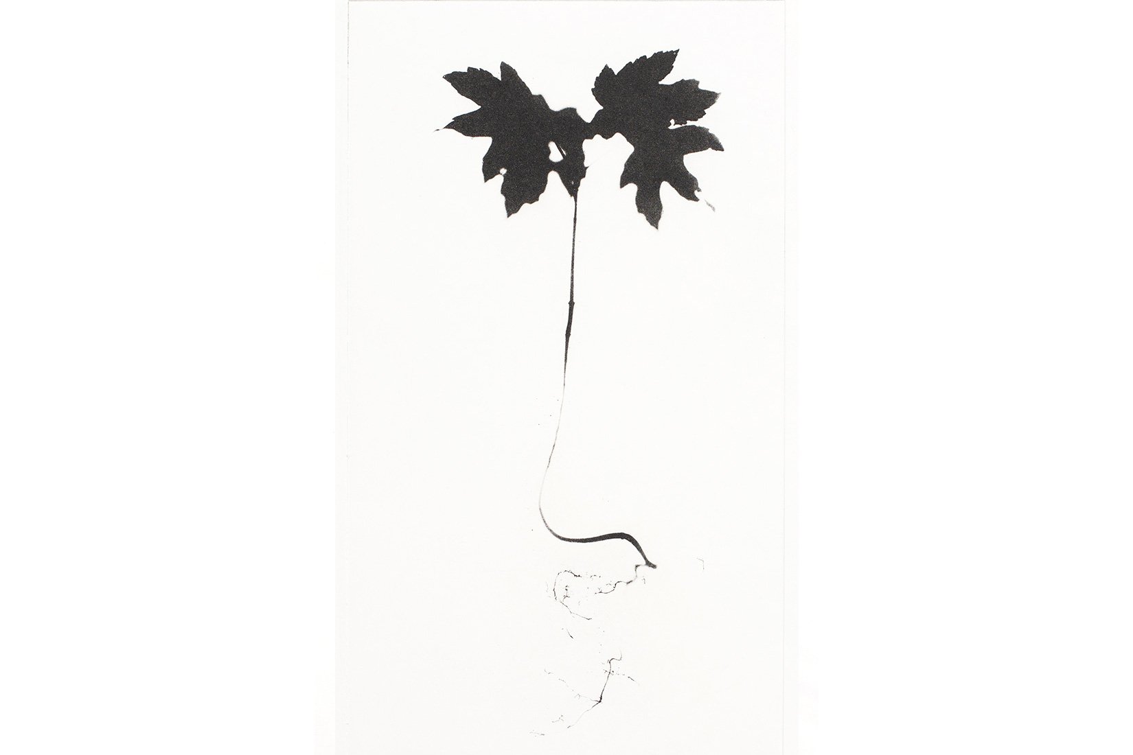 Sycamore