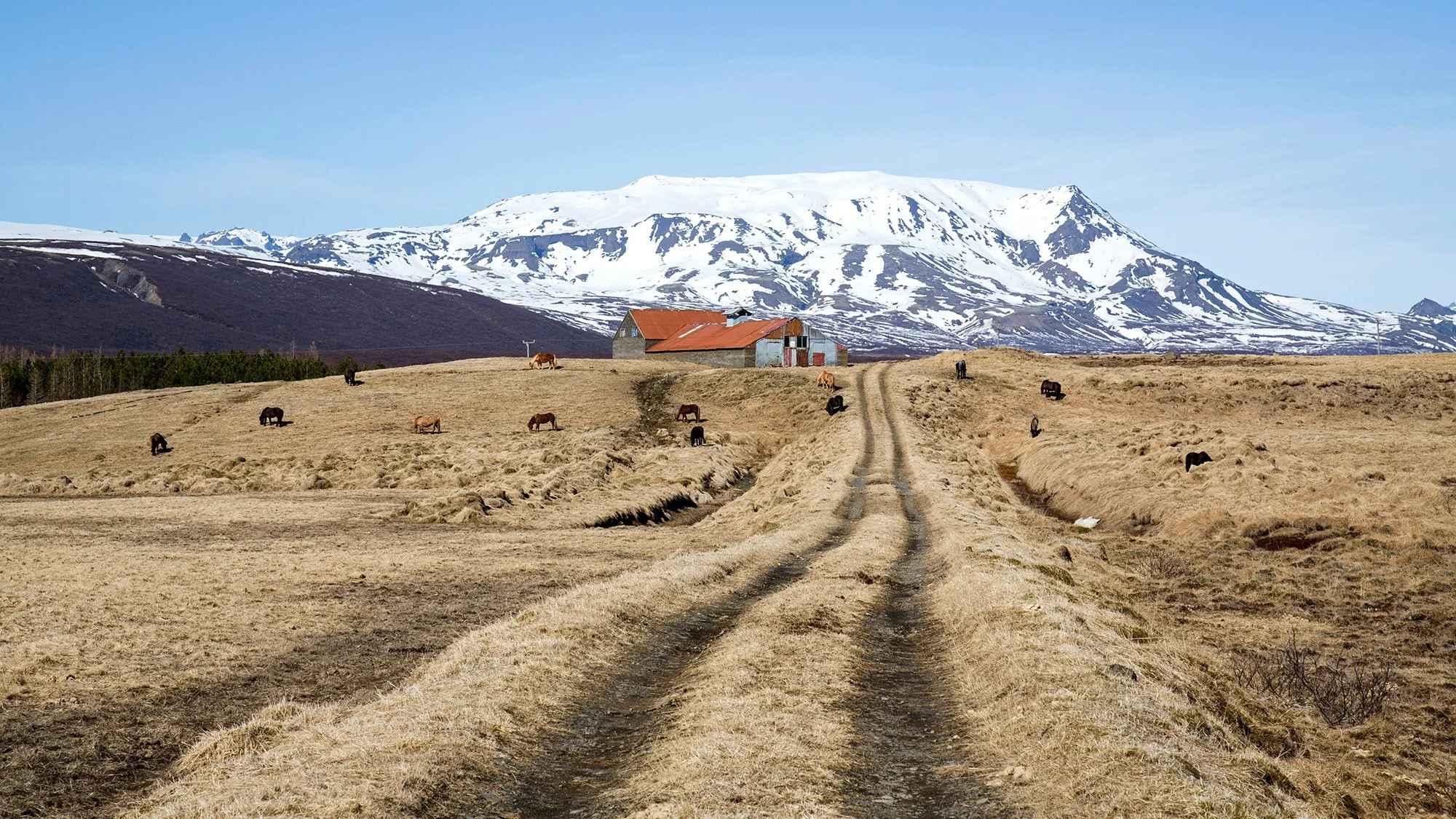 Farm with Icelandic horses
