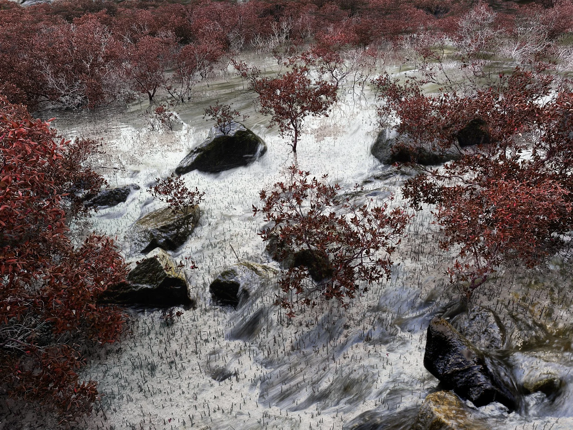 Mangroves 24