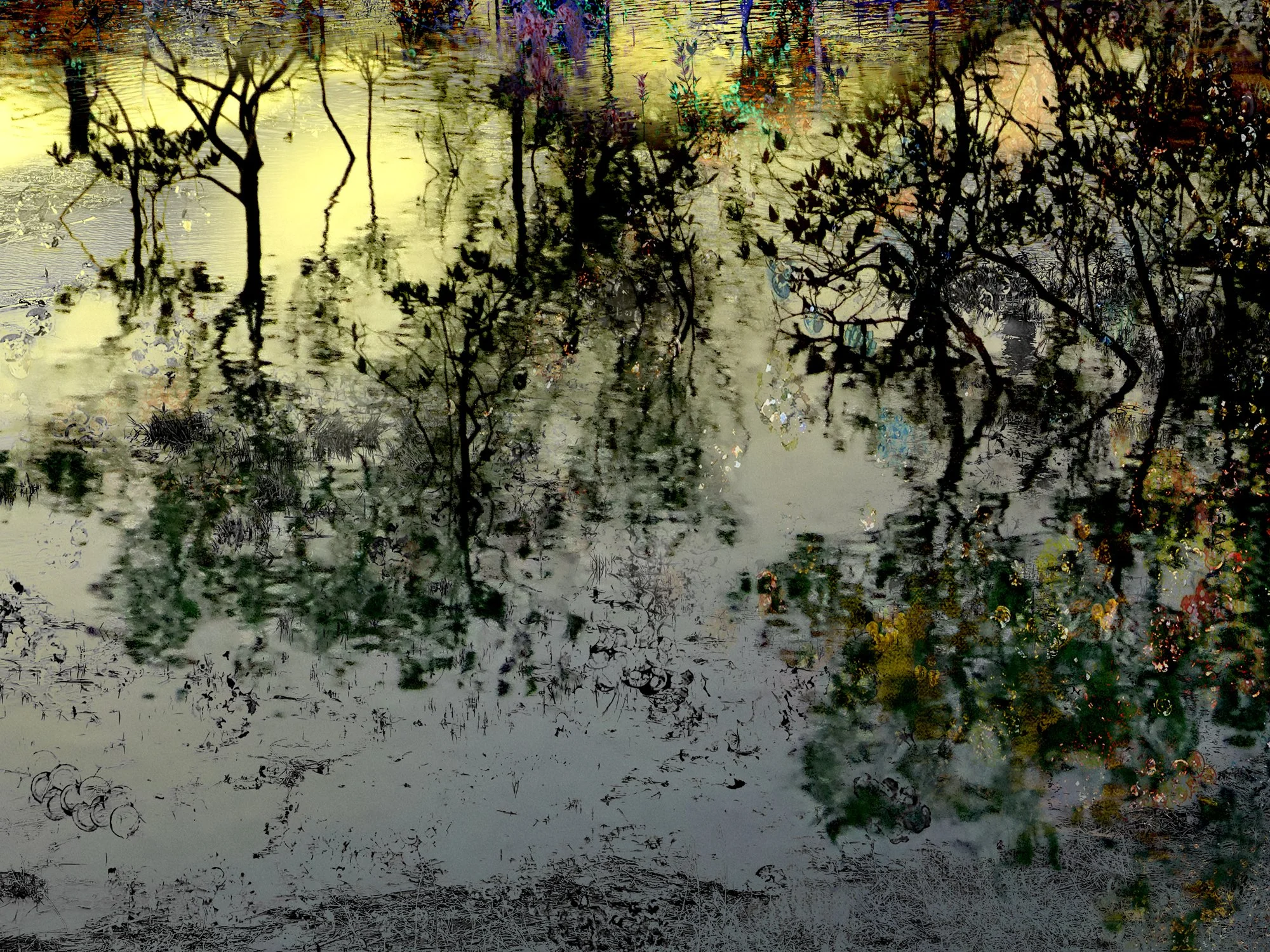 Mangroves 17