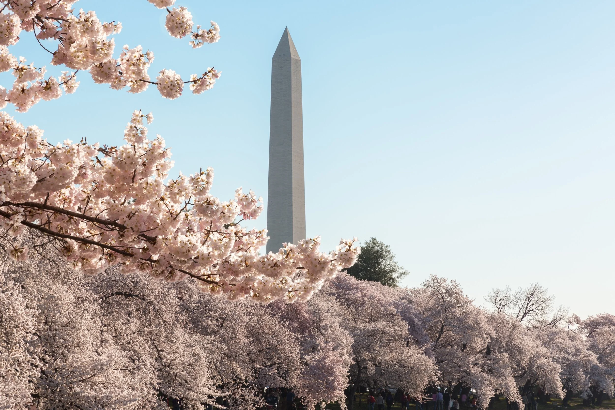 Constellations In-Person Member Meetup in Washington, D.C.