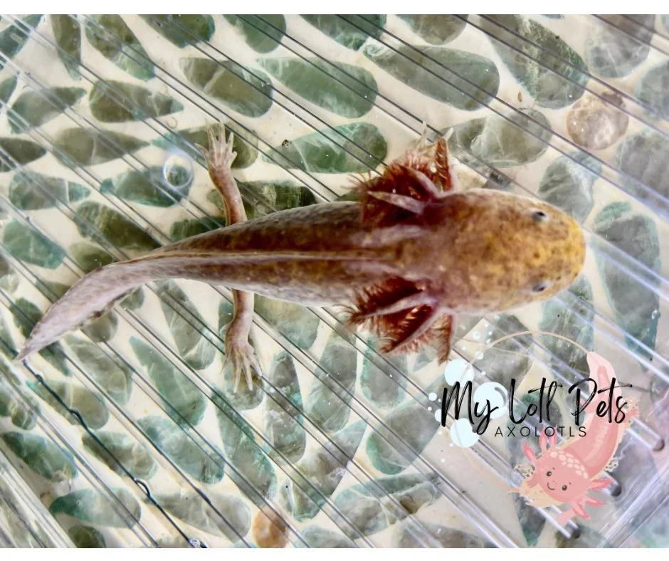 5”- 6" Copper (PET ONLY)