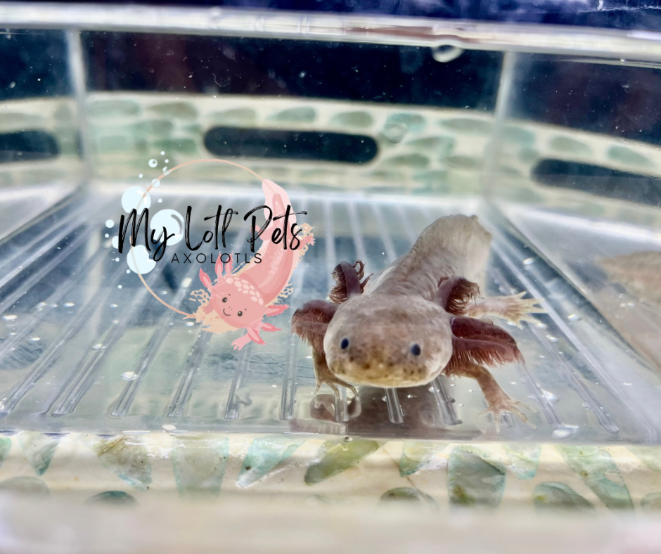 Untitled design - 2.png