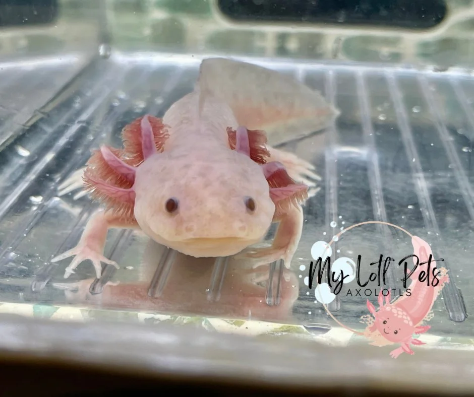 Untitled design - 3.jpeg