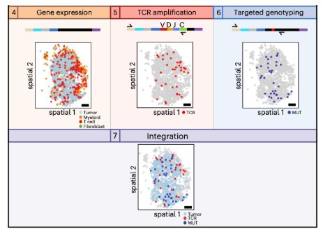 The biogeography of T cell activation, fate and anti-tumor immunity