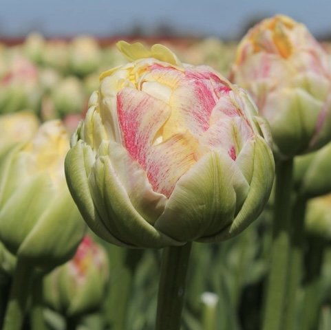 EASTER TULIP BOUQUET