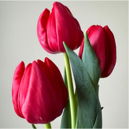 Charming Princess 1.PNG