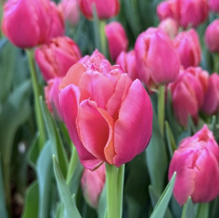 VALENTINE TULIP BOUQUET