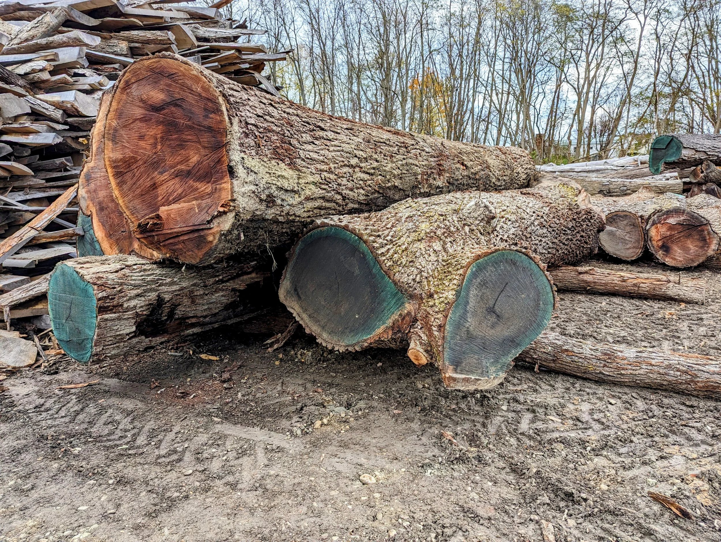 Black Walnut Log and Lumber