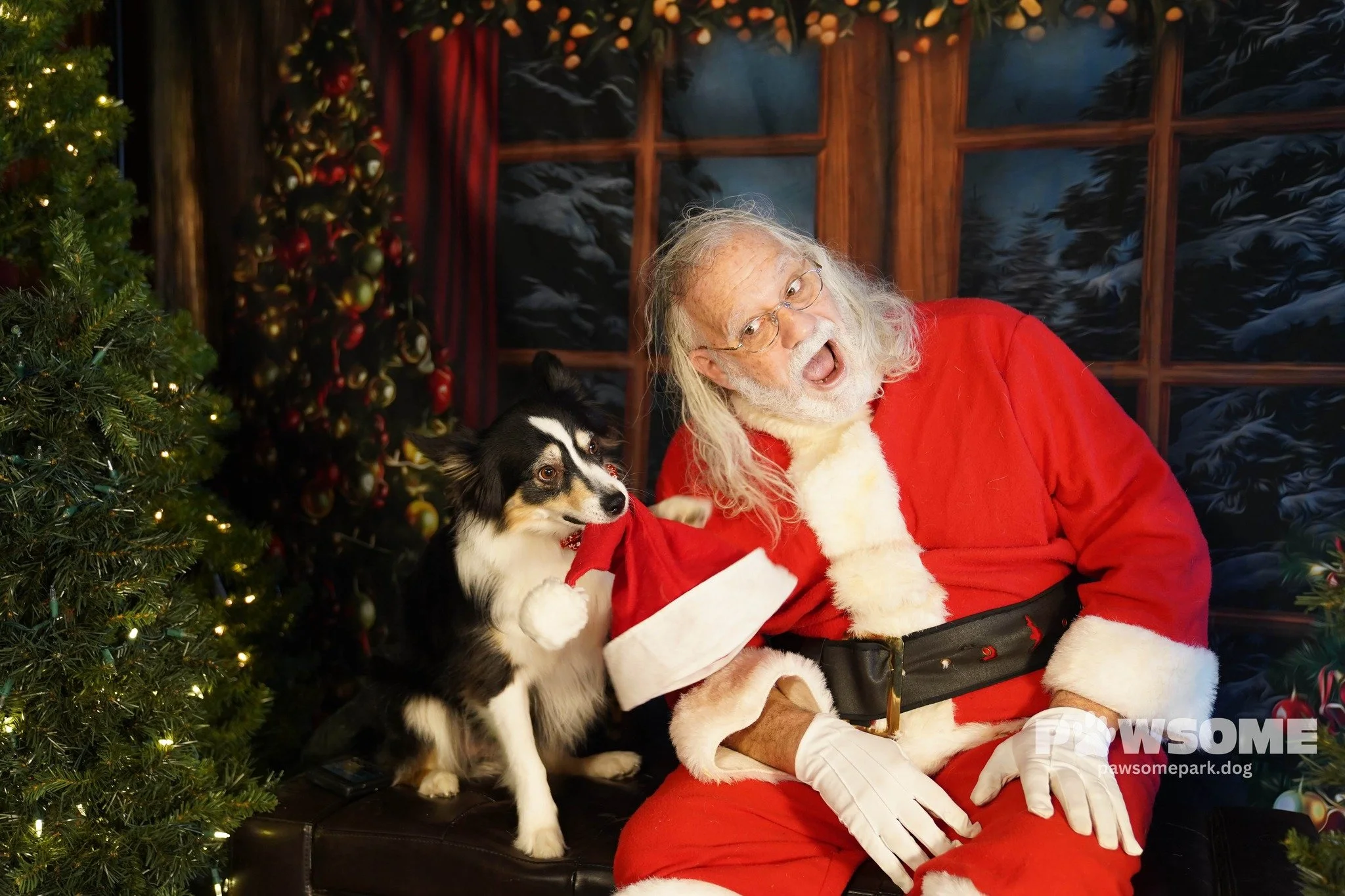 Santa Claus sitting with a black and white dog wearing a Santa hat, Christmas trees, and festive decorations in the background.