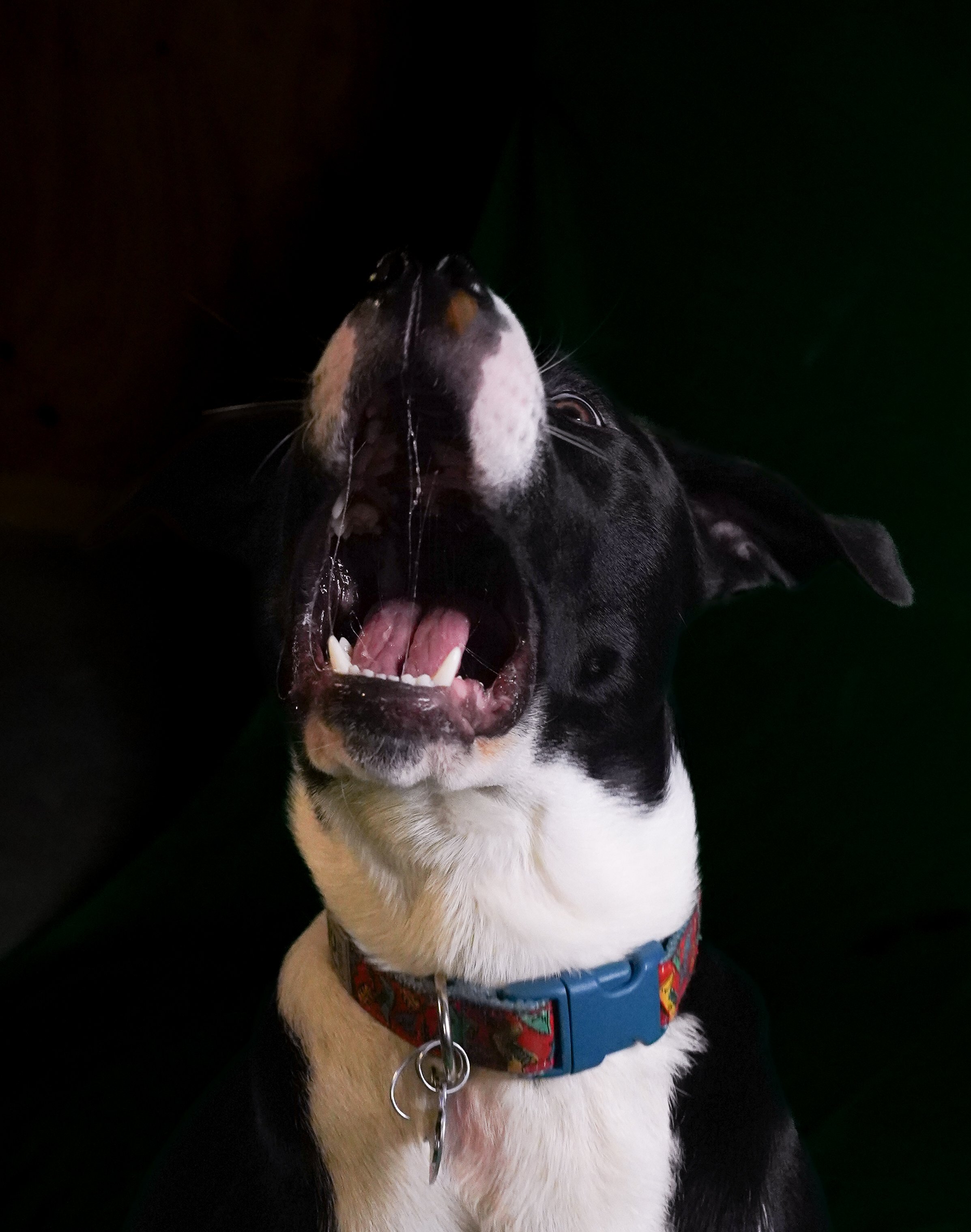 Close-up of a black and white dog with its mouth open as if barking or yawning, wearing a colorful collar, with saliva visible on its muzzle.
