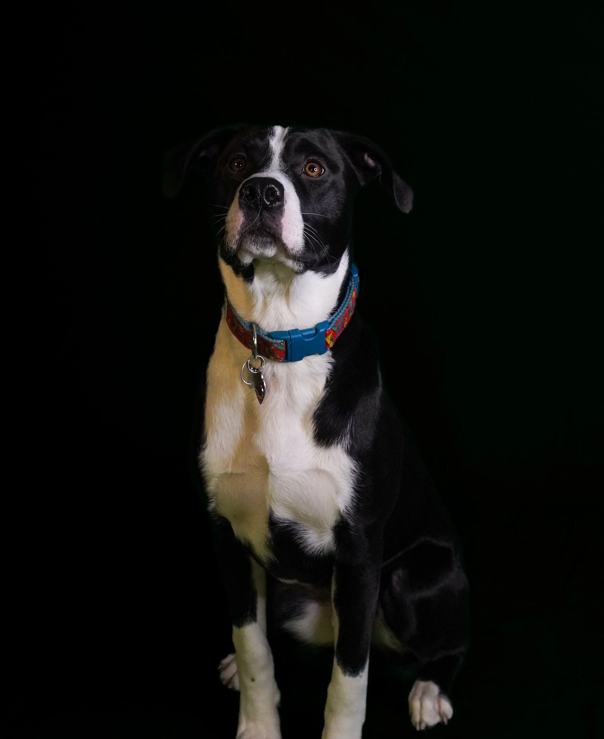 A black and white dog sitting against a black background, wearing a colorful collar.