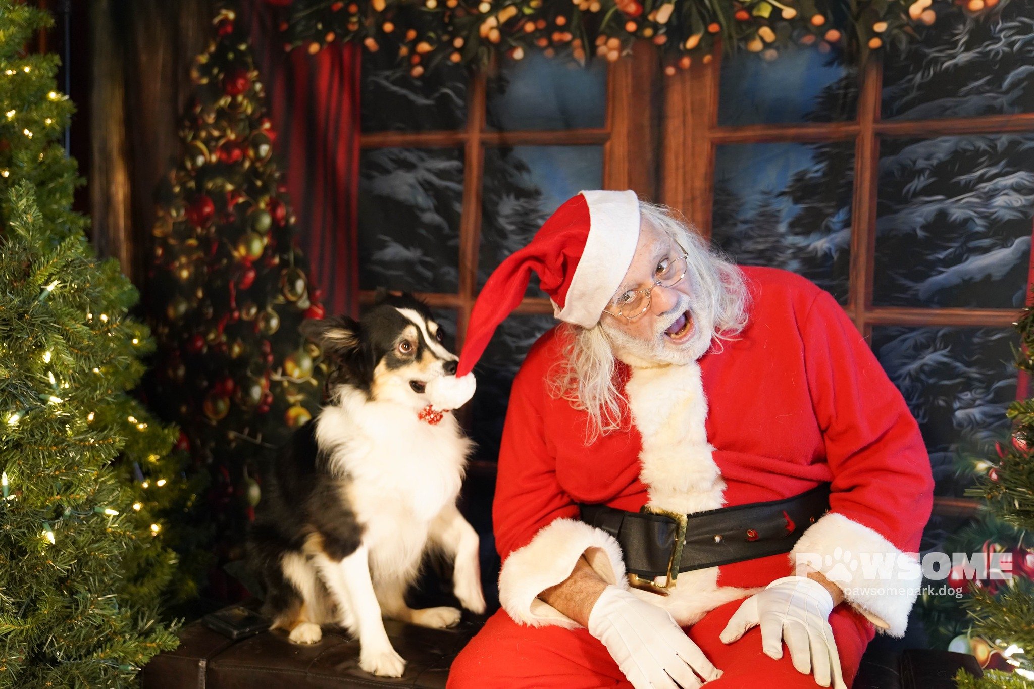 A man dressed as Santa Claus with a dog, both wearing Santa hats, sitting in a Christmas scene with decorated trees and festive decorations.