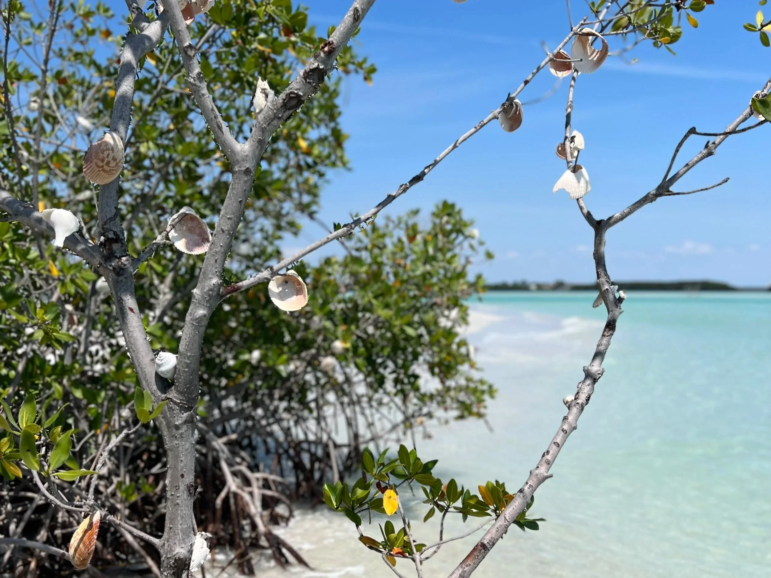 10 Best Places to Paddle Within 90 Minutes of Tampa