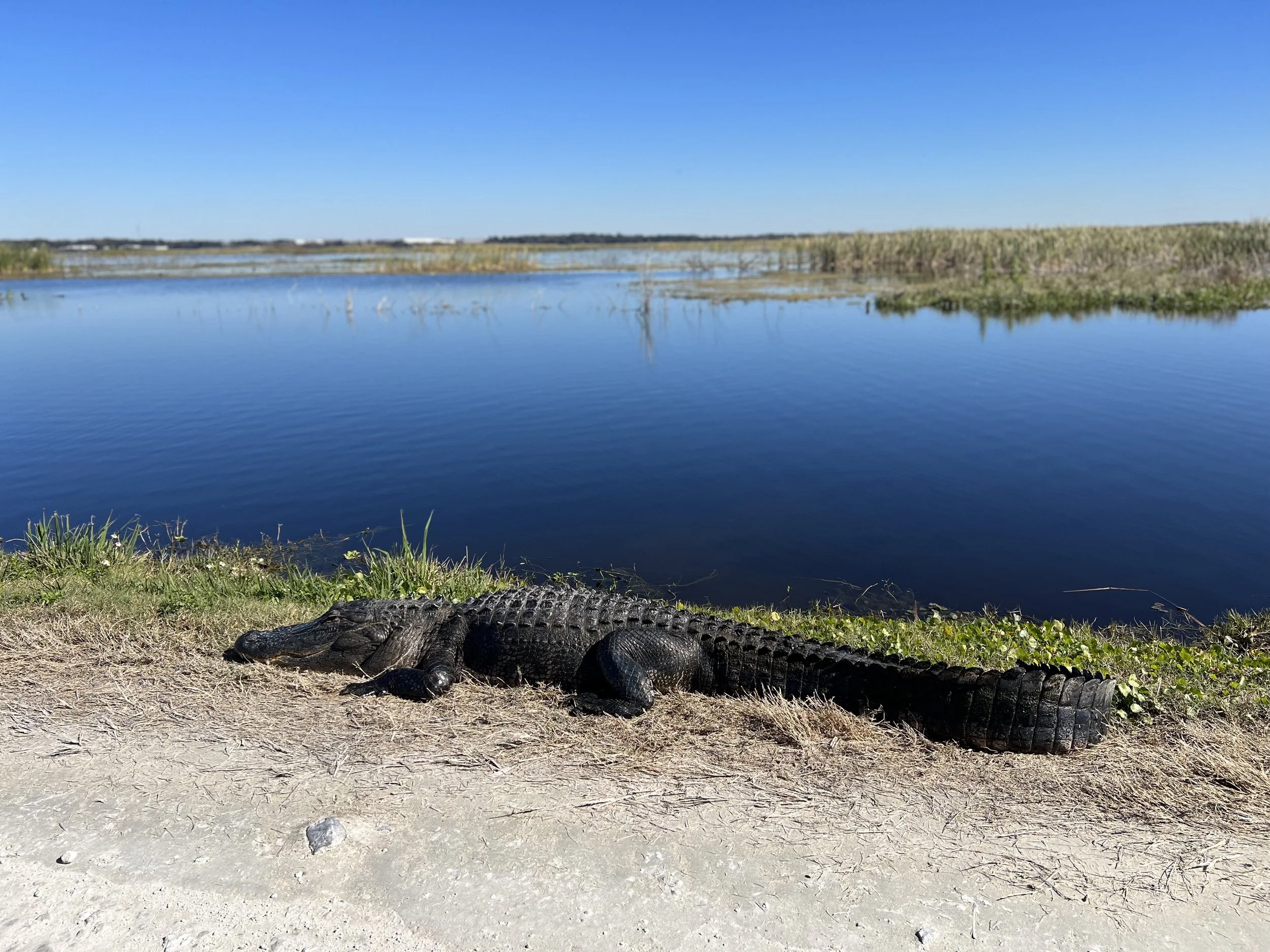 Lake Apopka Wildlife Drive: A Scenic Adventure Just Outside Orlando