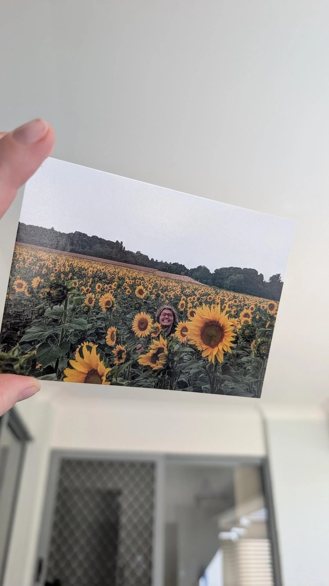 Postcards from Elsewhere - Sunflower Fields, South of France