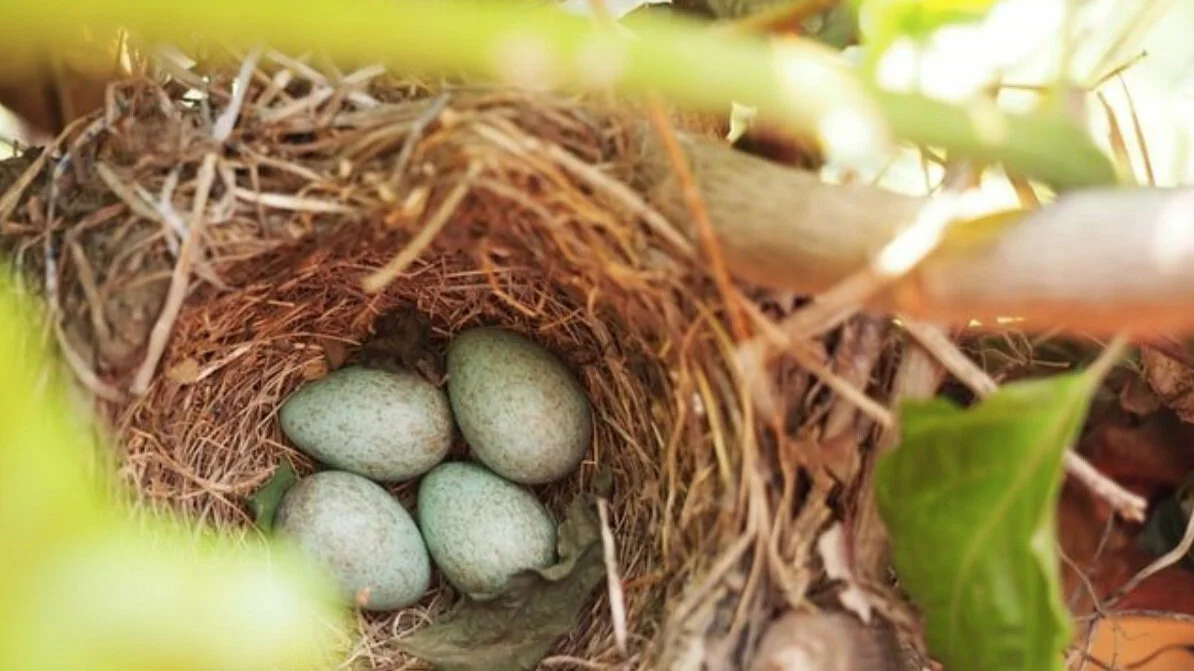 Hatching New Strategies                                                  