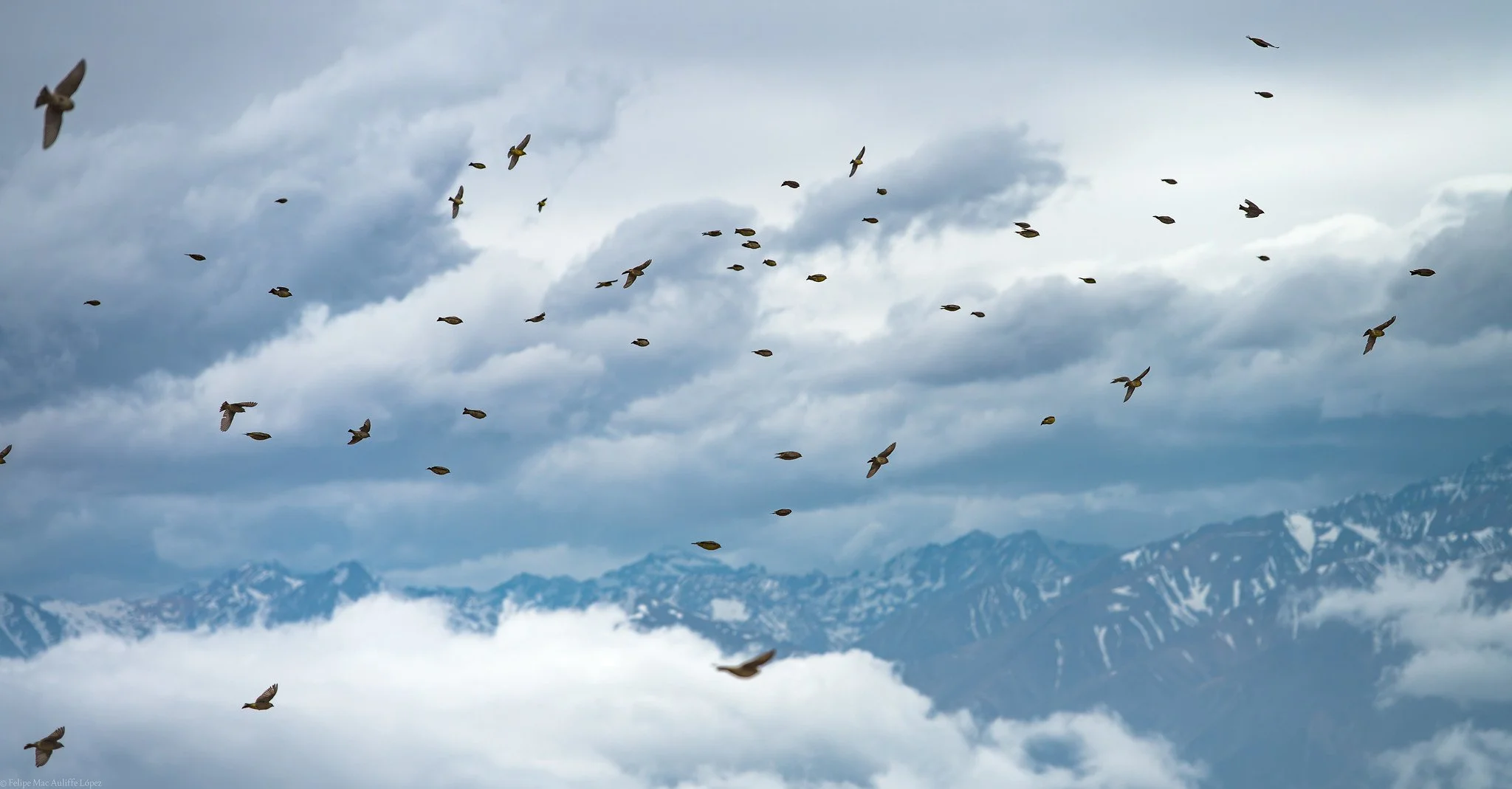 Aves precordilleranas en vuelo