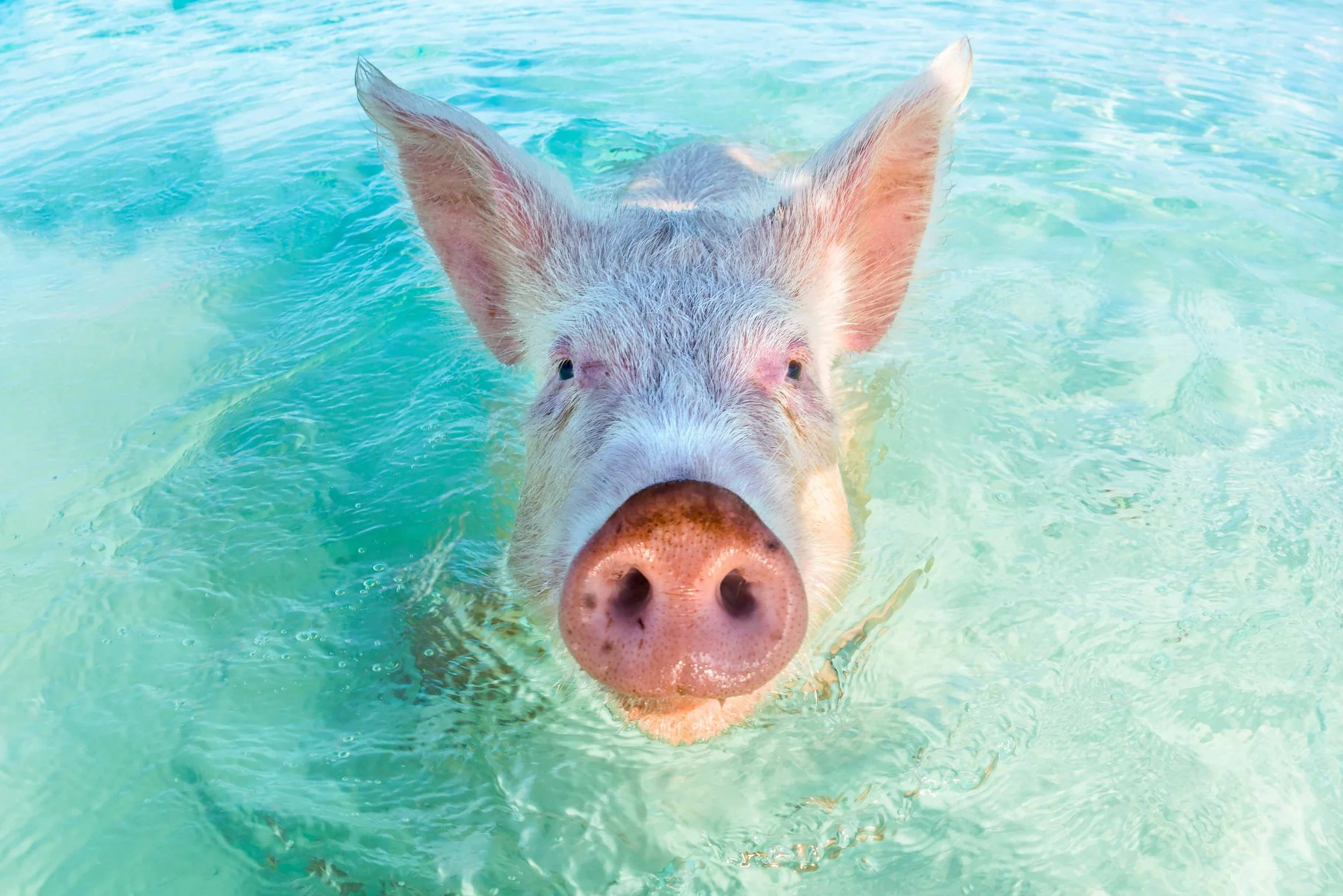 pig.jpg