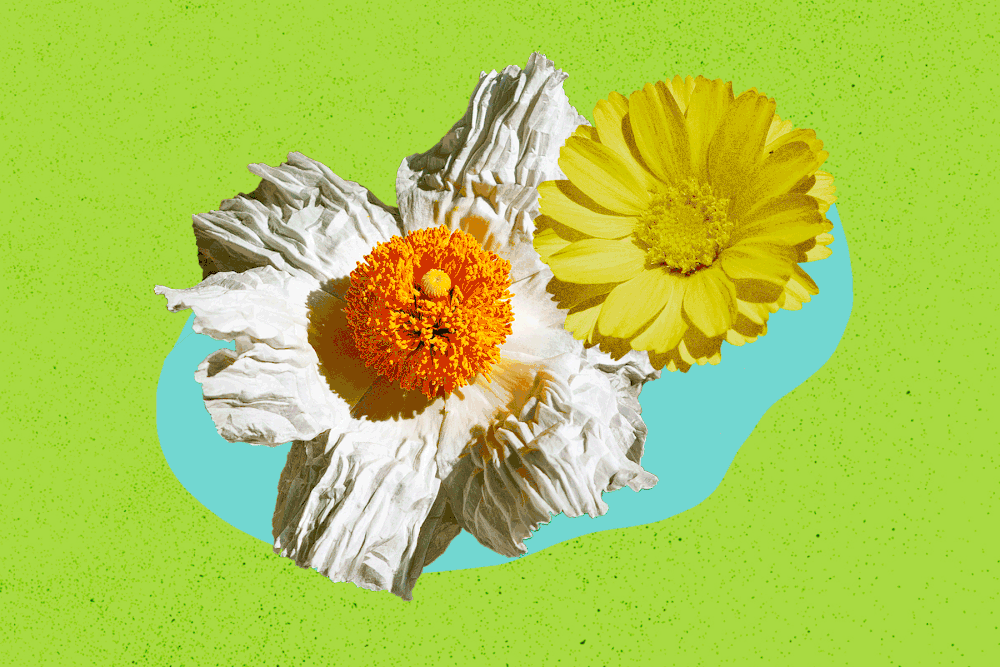 gardening — Blog — Monte Nido