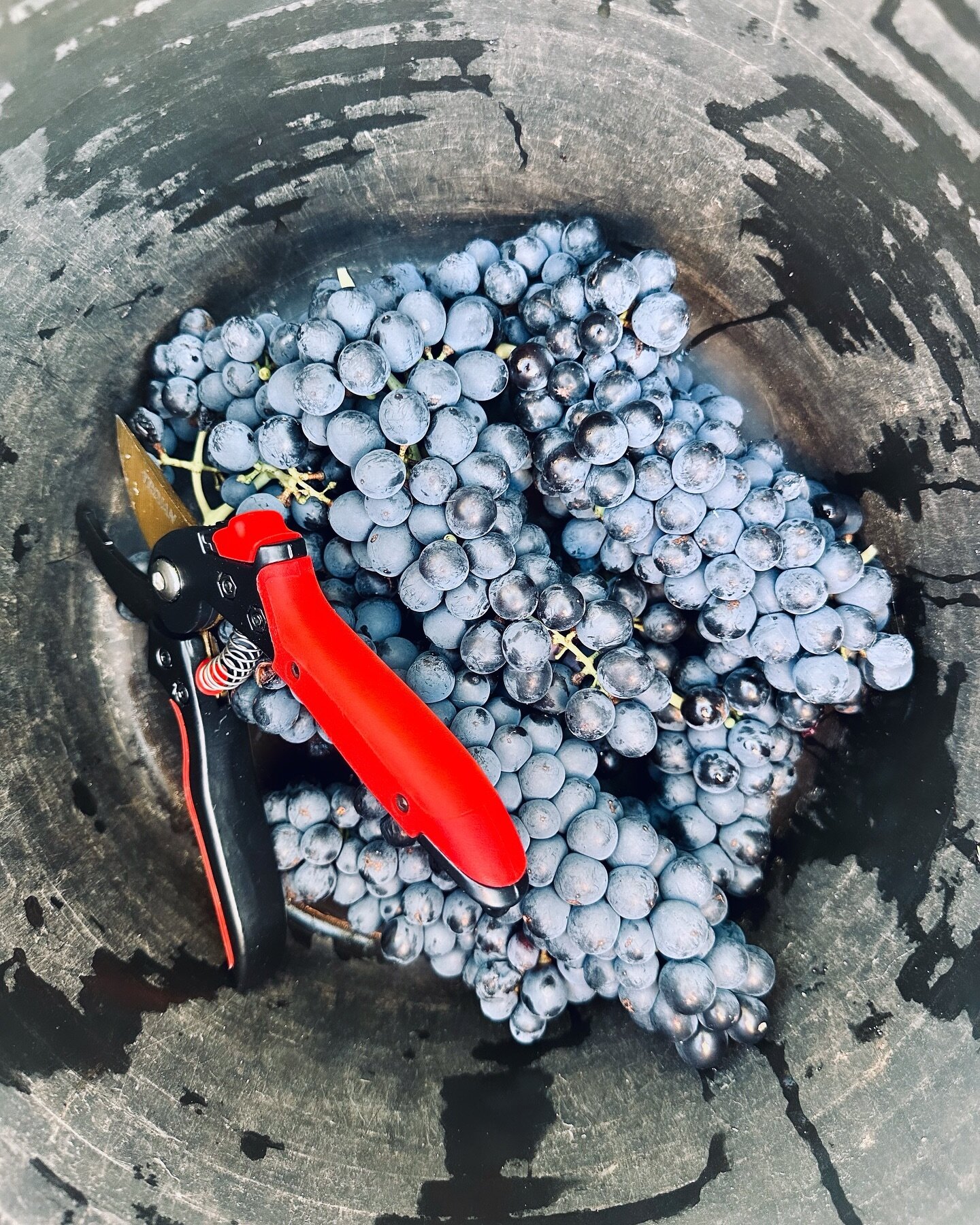 Grape Sampling: the most important stage before we even get to the fun winemaking stage. Out testing the Baum&eacute; (sugar) and acid levels in the grapes to plan for when we get in and handpick these beauties! 👨🏻&zwj;🔬 🍇 

#baume #shiraz #hunte