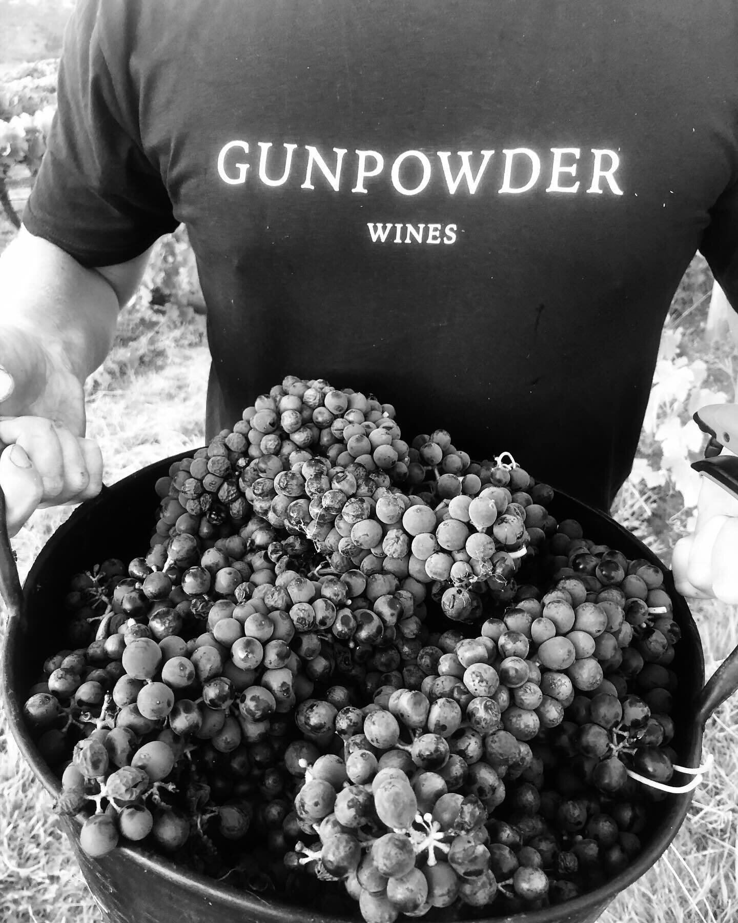 First Gunpowder Handpick. Old Vines Shiraz, planted in the 1860s. It was a privilege, a pleasure, and with the best pickers ever 🍇 

Stay tuned&hellip;

#handpicked #gunpowderwines #shiraz #vintage2024 #v24 #huntervalley #wine #wineaustralia #viticu