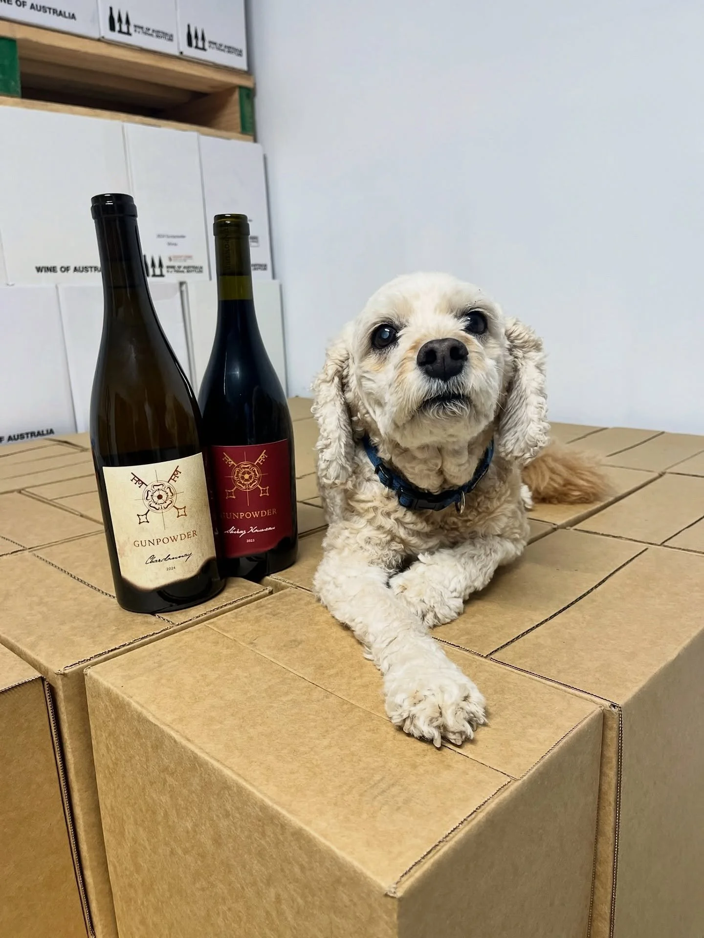 The old boy helping out, packing some orders 🐶🍷🐾 Clearly he has his favourite at the moment 📦