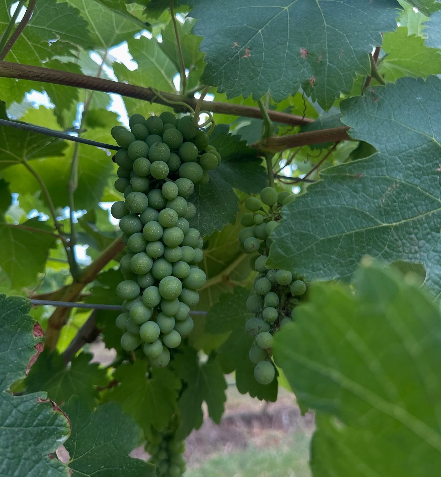 Pretty as a vine, sweet as a grape 🍇 New variety incoming&hellip;any ideas? 👀