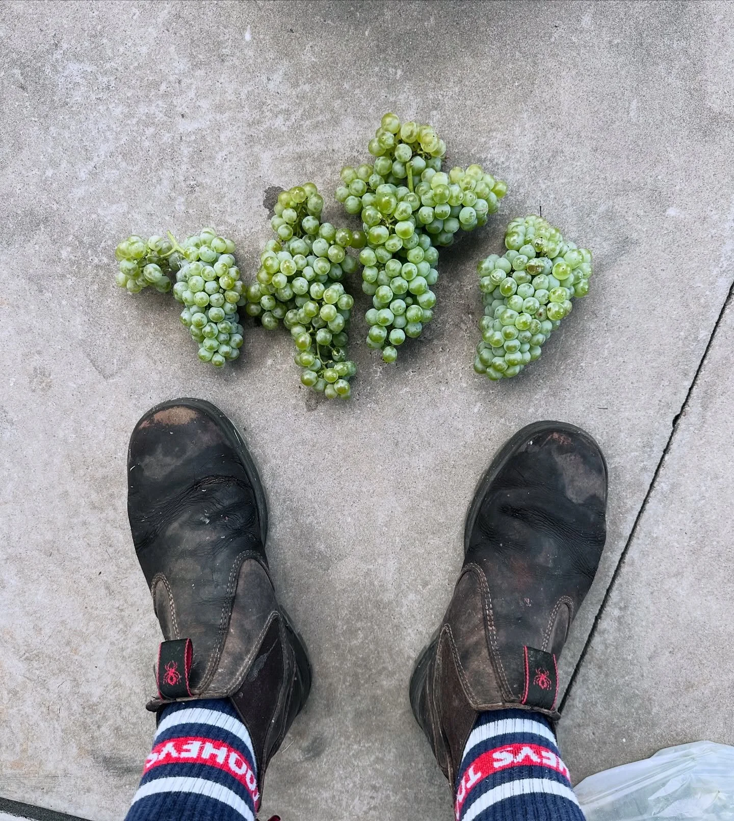 ☝🏻 F I A N O ☝🏻