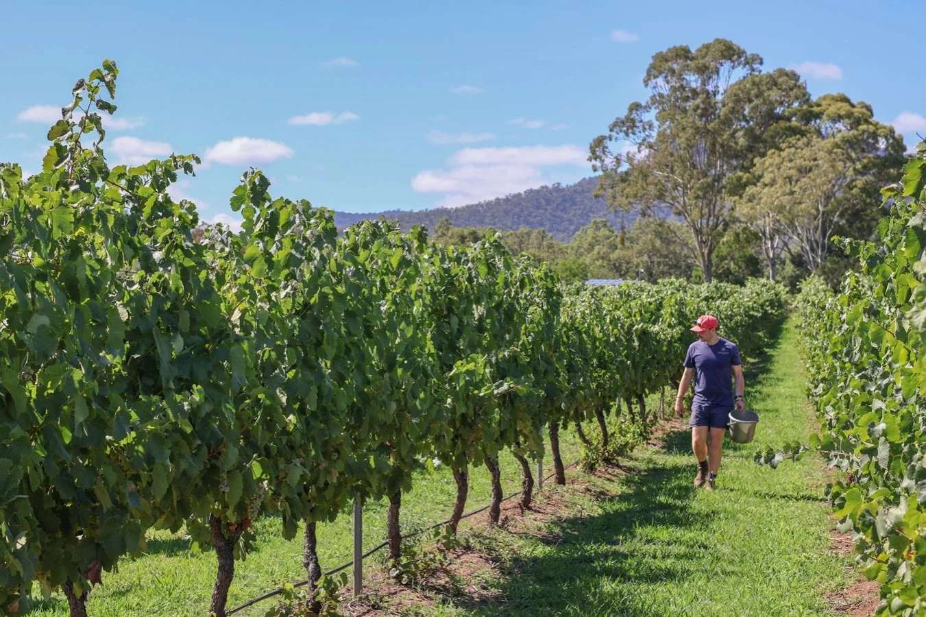 The vintage office: Sun on our backs, dirt under our boots&hellip; Where every bottle of Gunpowder Wines begins ☀️🌱 

#huntervalleywine #vineyard #winemaker #wine #huntervalley 📸 @_fs_allen