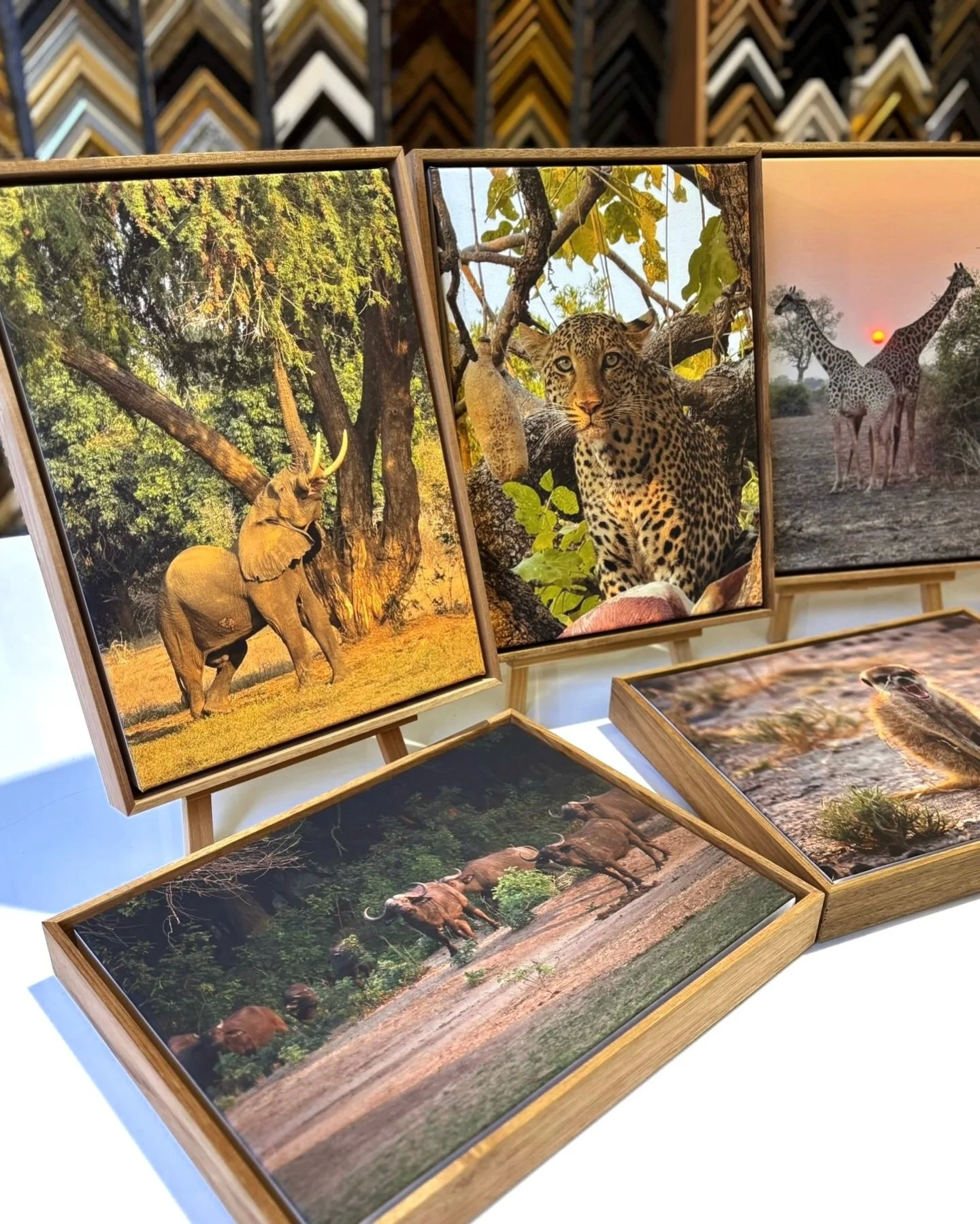 iPhone travel snaps from a customer&rsquo;s recent holiday looking sensational as a gallery wall feature. Printed by Three Edge on Hahnem&uuml;hle Daguerre canvas 400gsm, stretched and framed in a beautiful Blackwood float frame 🦒

Order yours onlin