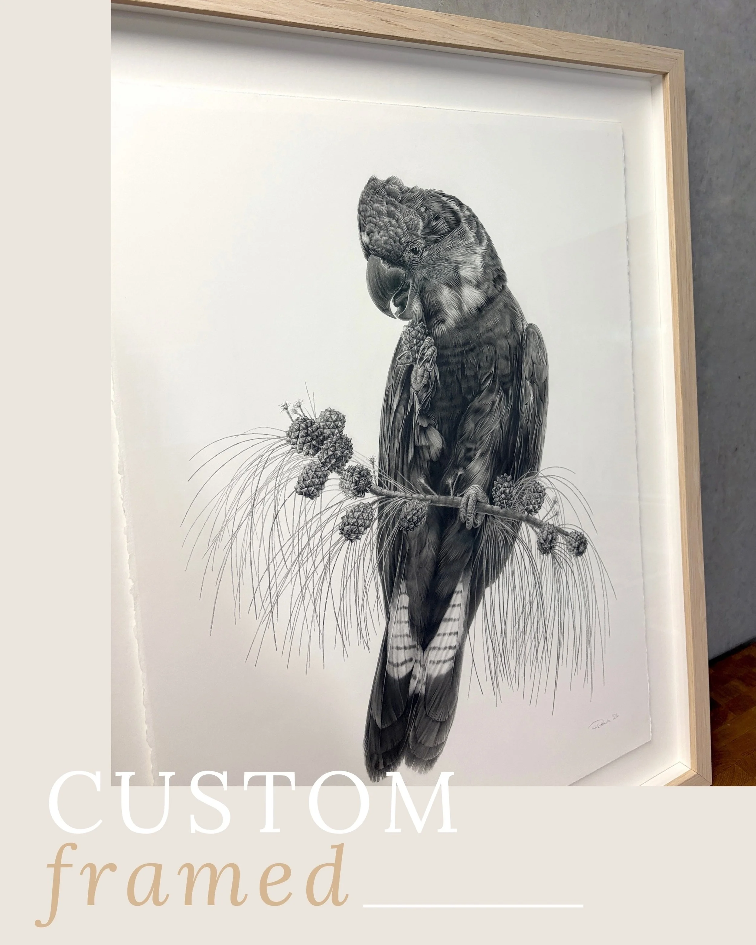How lucky were we to be the final step in Paul Littrich&rsquo;s graphite illustration of this breathtaking Glossy Black-Cockatoo! 

It took Paul around 130 hours to complete and a day for us to spend in its presence using conservation methods of fram