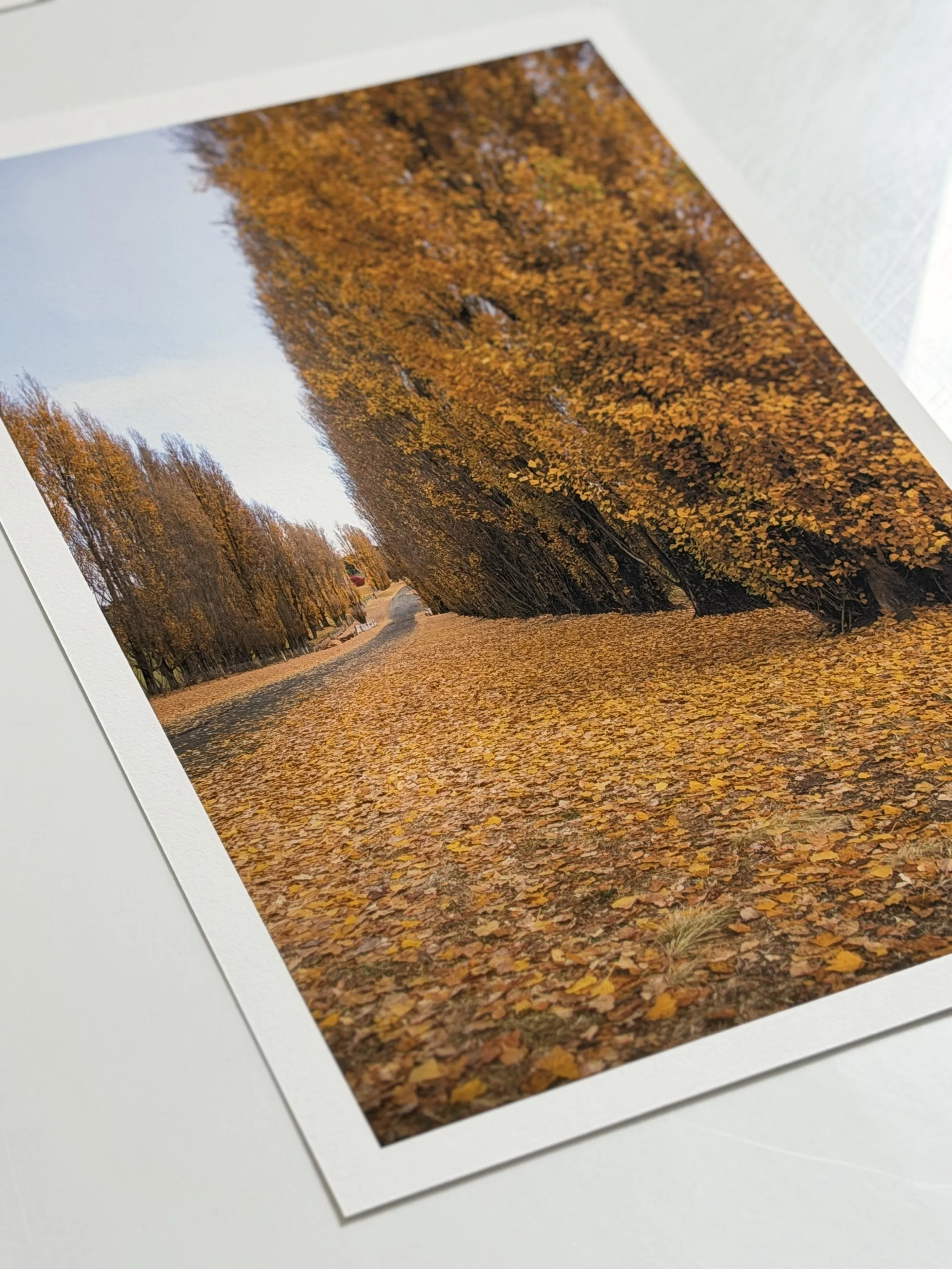 Canson Edition Etching Rag II 310gsm