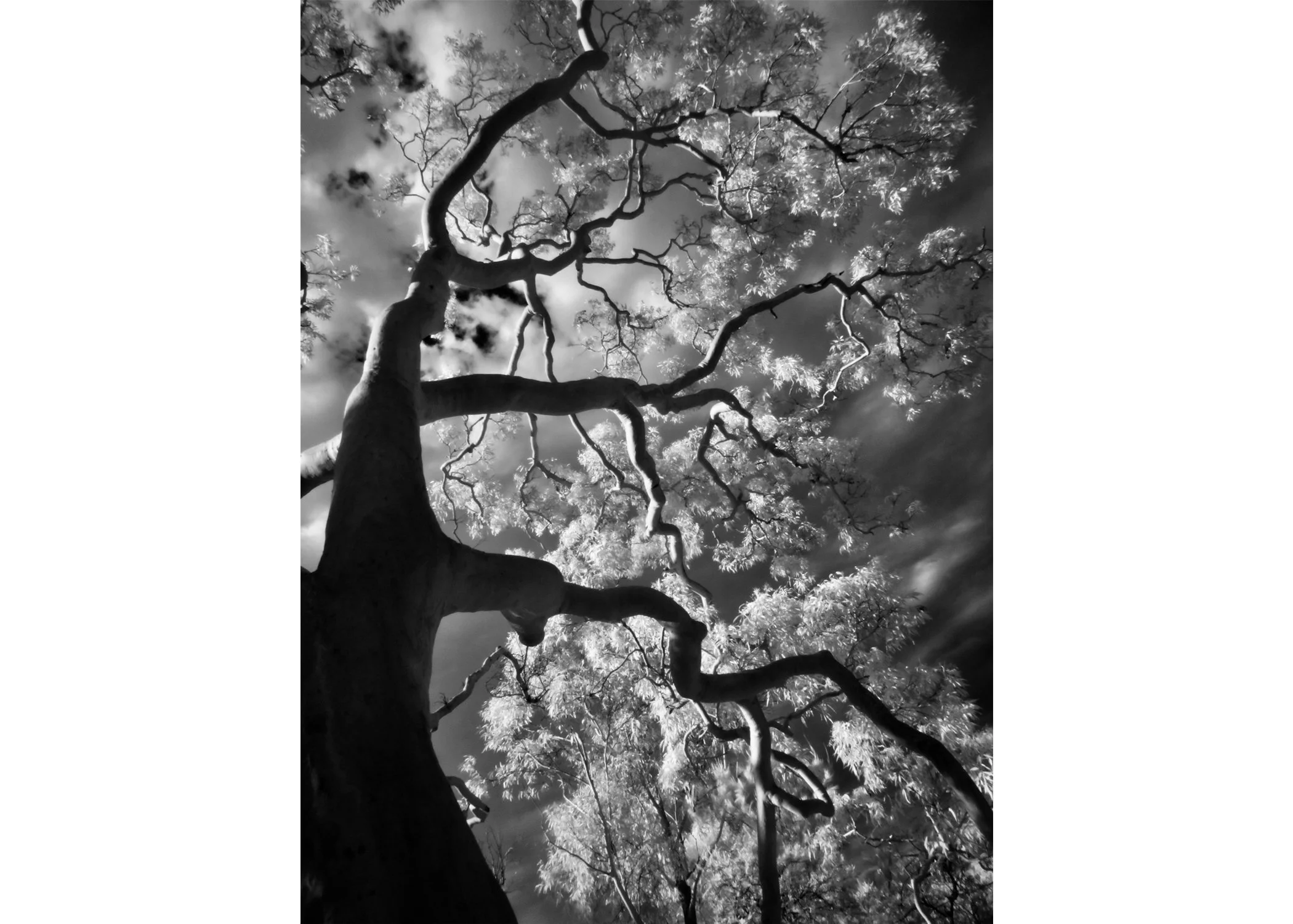 Thomas O'Brien - A Gentle Breeze at 780nm, $800