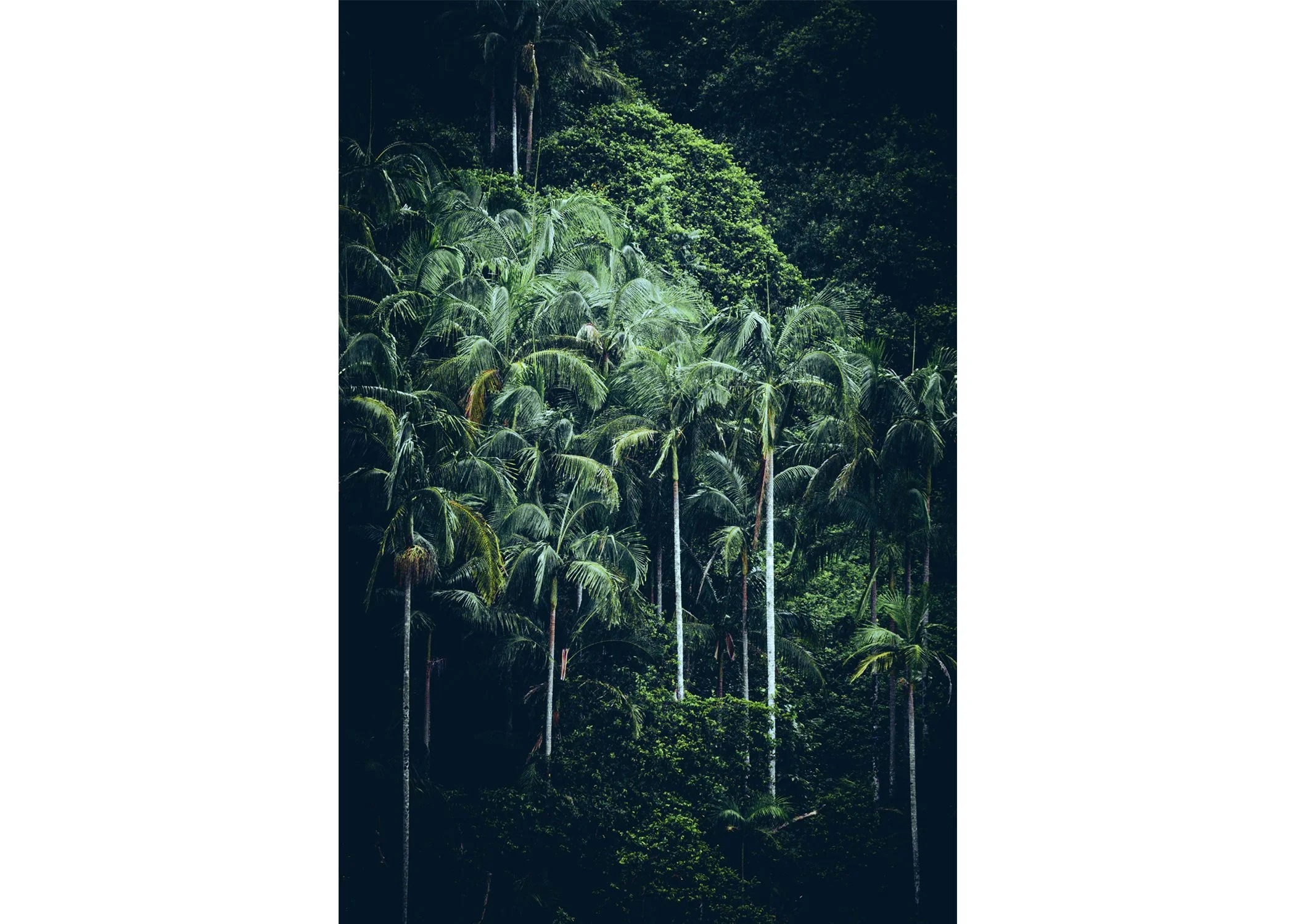 Anne Healy - Palm Grove, $800