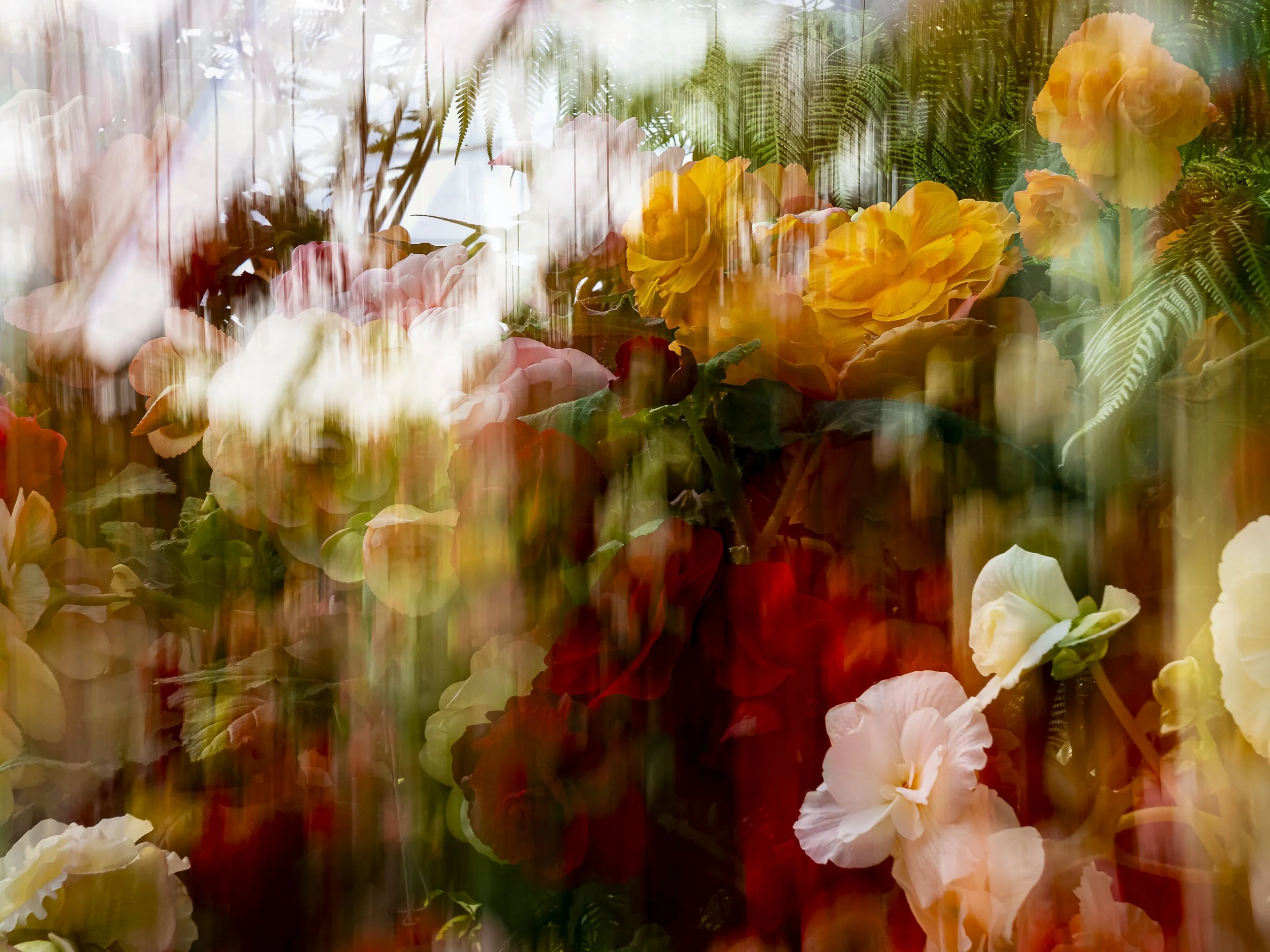 Fran Gass - Begonia Fantasy, $695