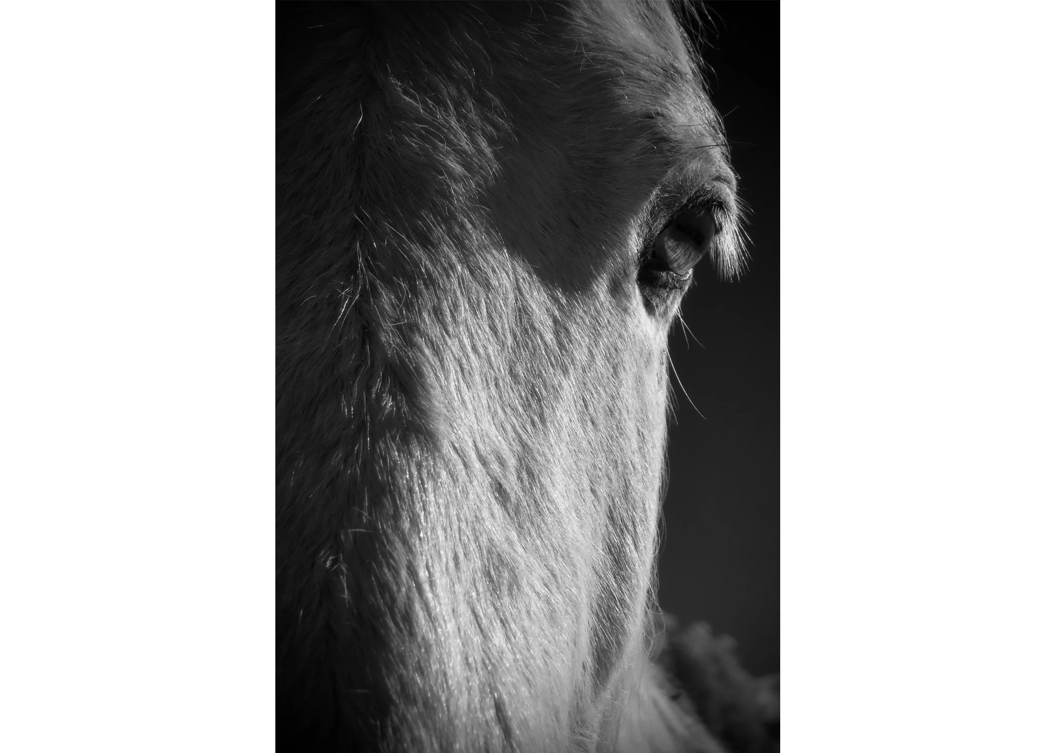 Thomas O'Brien - Long Face, Long Wavelength, $450