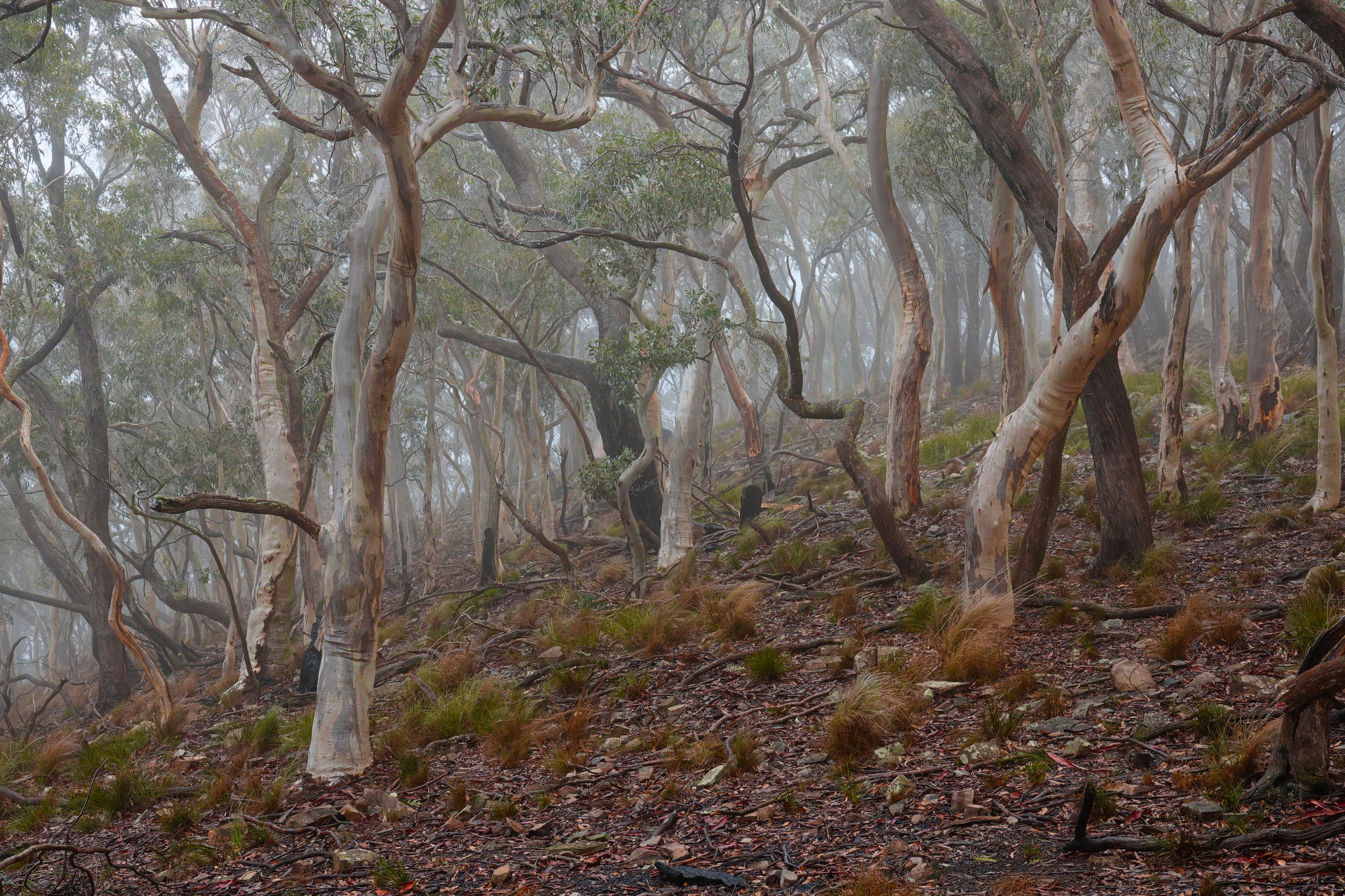 Simon Hall - Mt Horrible, $650