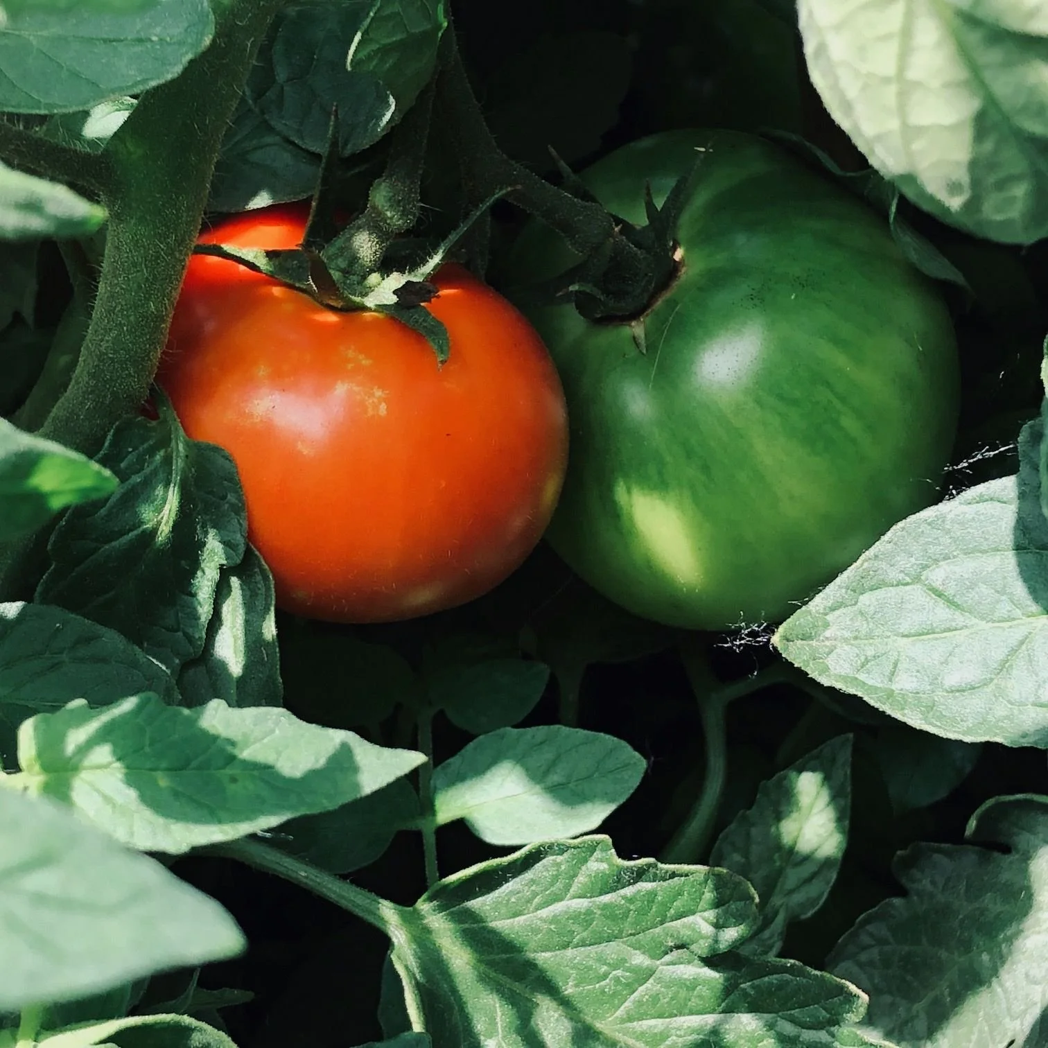 Garden Tomatoes.jpg