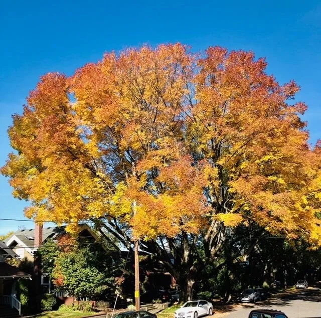 The Last Golden Year.jpg