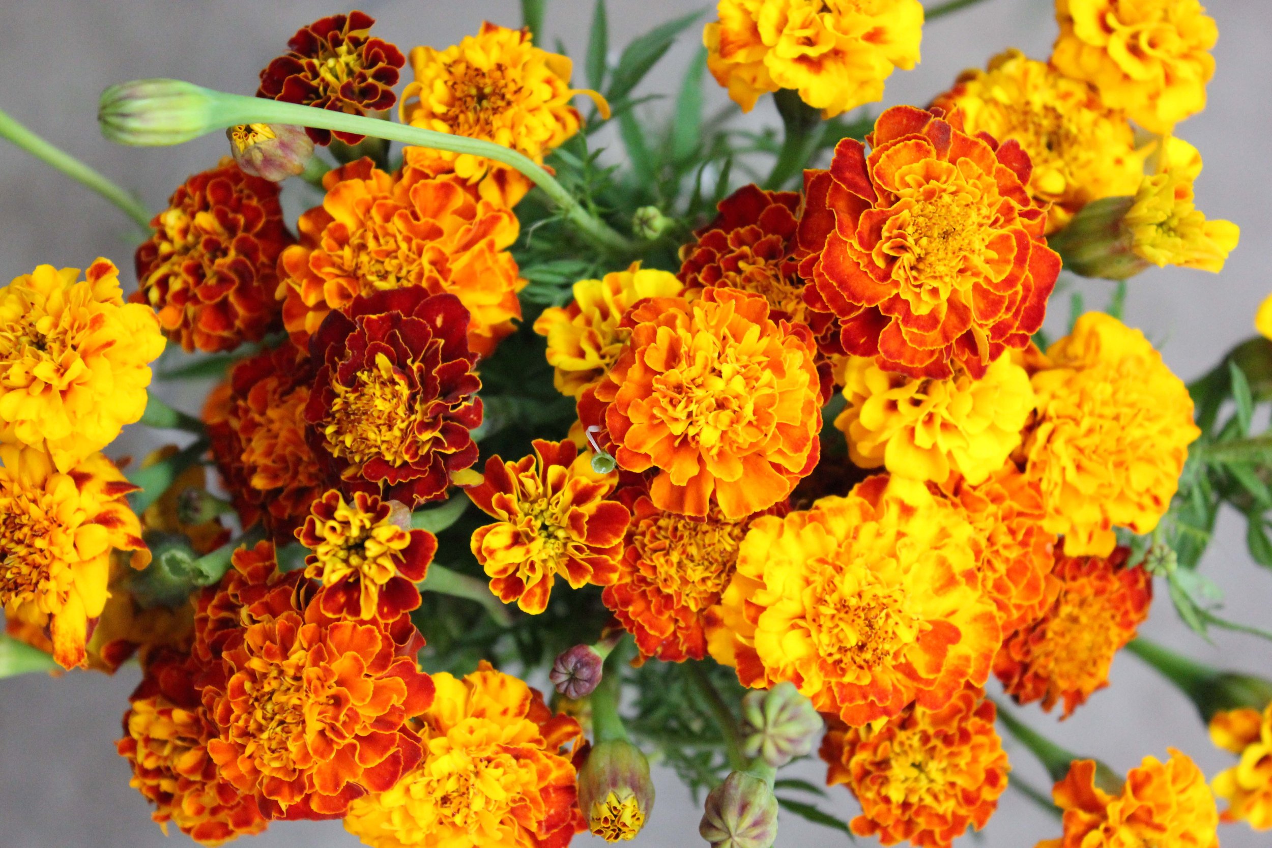 French Marigold.jpg
