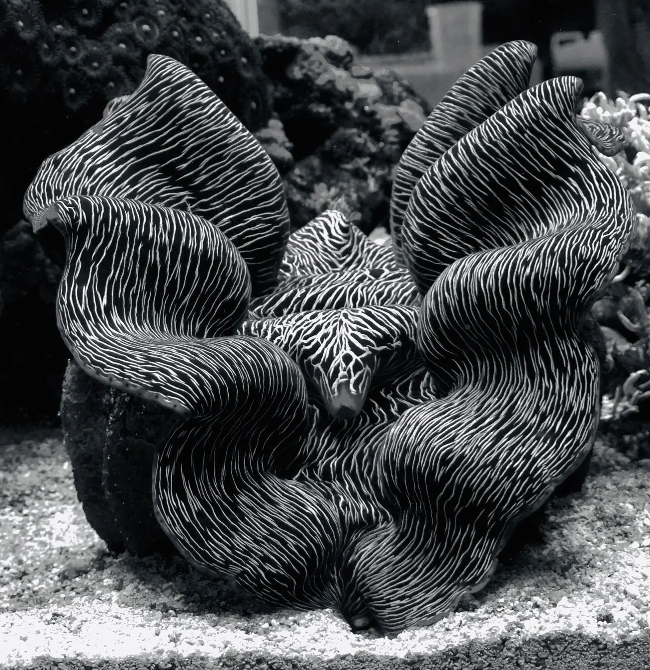 Maximus Clam.jpg